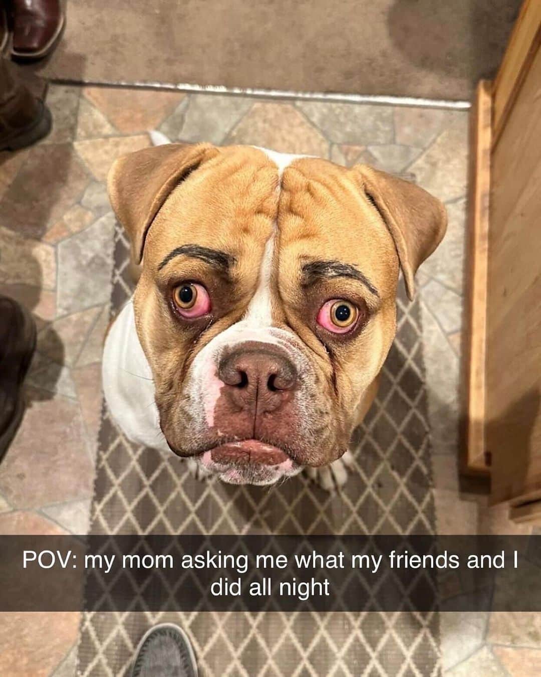 BarkBoxのインスタグラム：「Drop what excuse you’re giving your mom below 👇 I may need to use some of the responses later💨🍃  📸: Jordan Saffron」