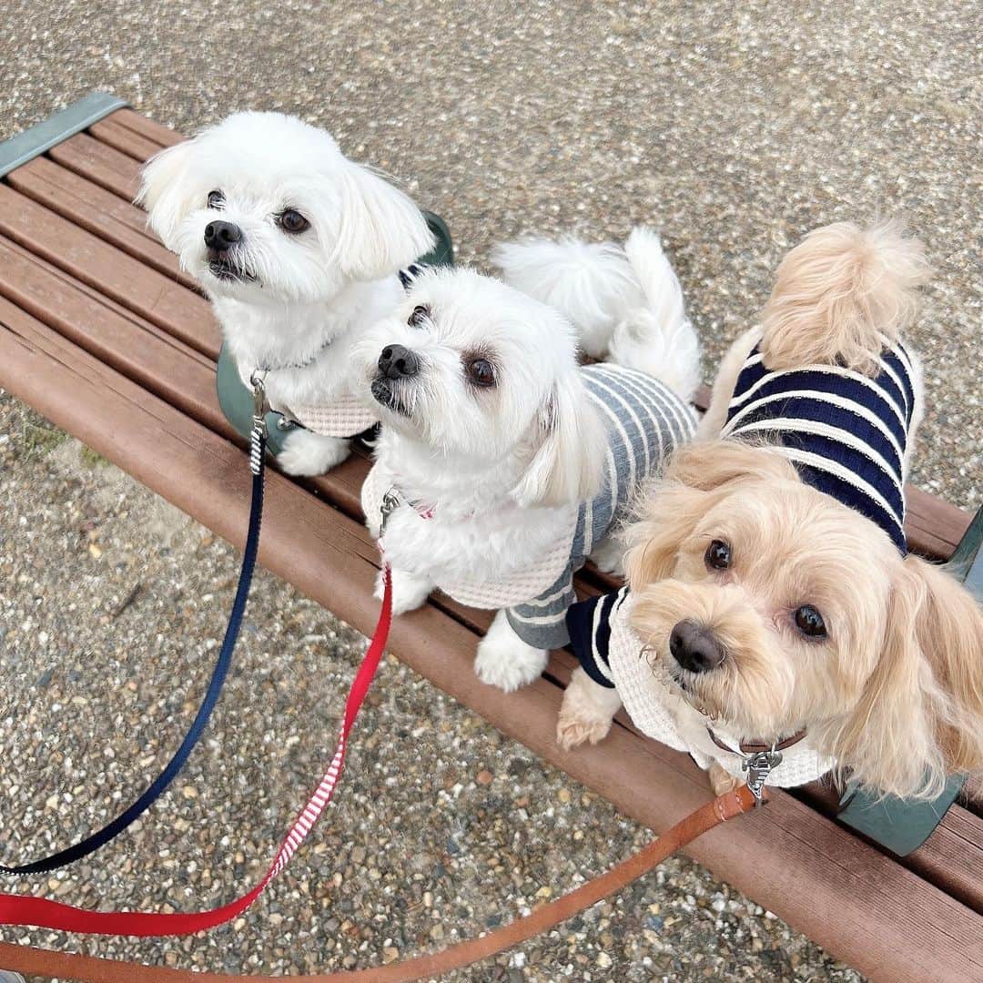 のインスタグラム：「． 朝から癒し犬🐶🐶🐶 はぁ...かわいい..... @hanule____ のお揃いウエア  マメモチもビビも4㌔くらいでLサイズ🍟  秋冬は可愛いウエアの季節です。 ． #hanul #ハヌル #ドッグウエア #マメモチ #体重増えてて #えらいこっちゃ」