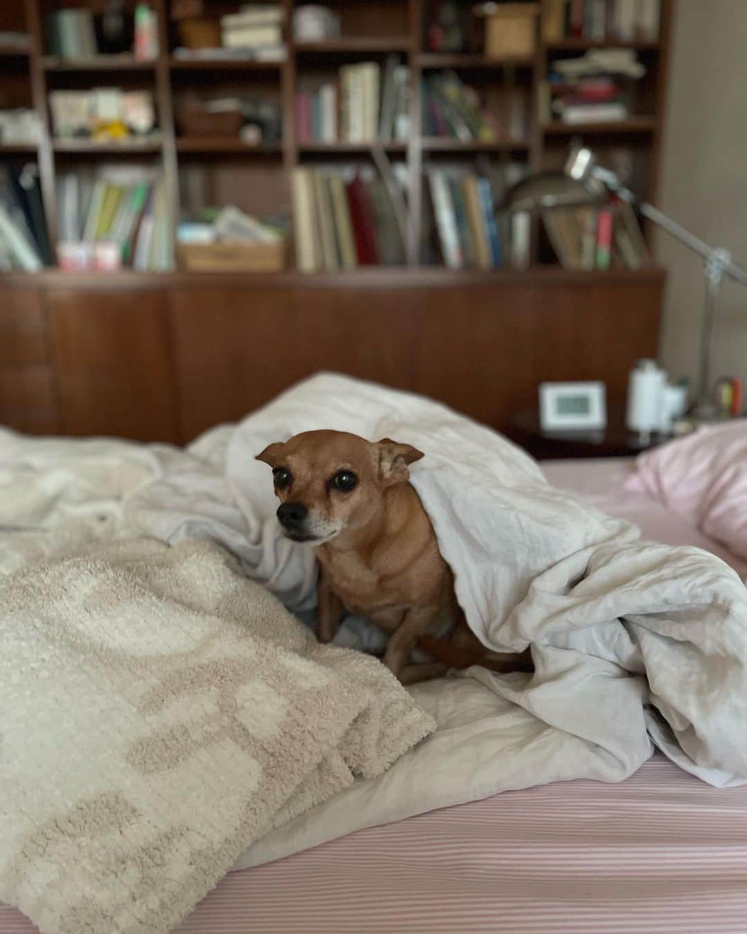 結城アンナのインスタグラム：「🐶おはようございます🌞Good Morning ✨ ✨皆様良い週末をお過ごしください♪ 🍂☀️Have a lovely weekend❣️🐶  #iamozzy🐶 #元保護犬 #bestwoof #adoptdontshop」