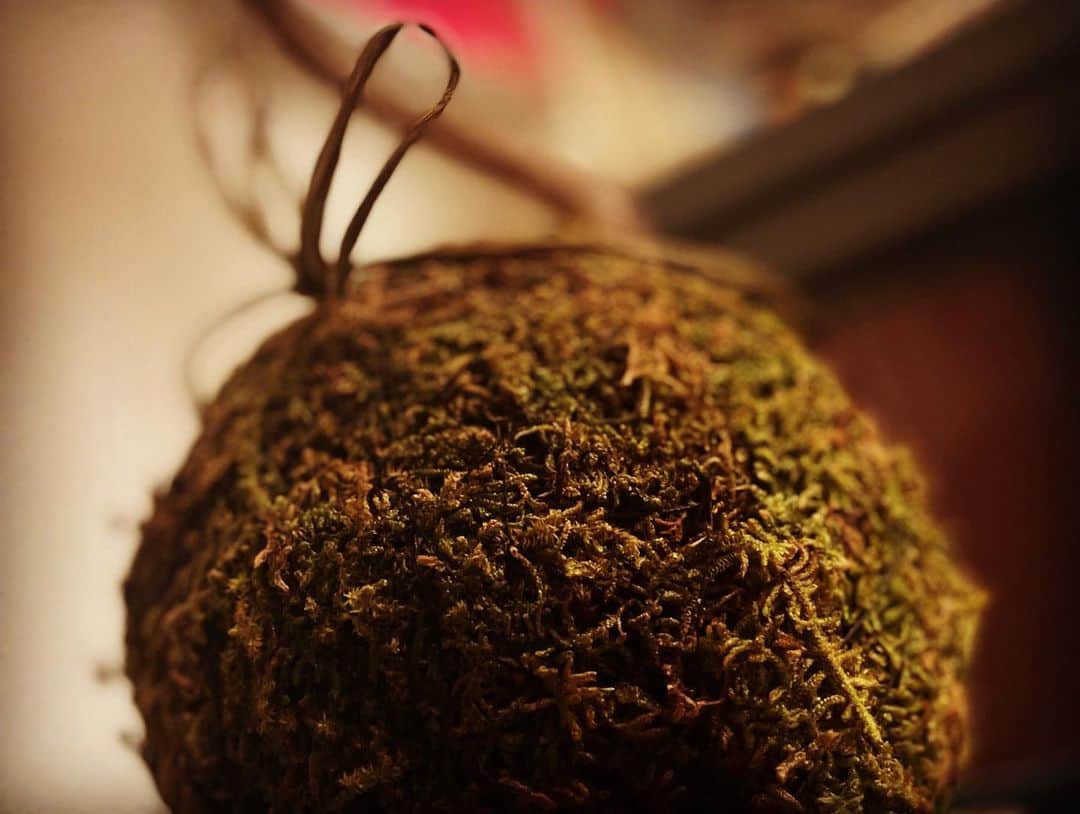 宮田麺児さんのインスタグラム写真 - (宮田麺児Instagram)「苔玉の「赤松」 かっこよすぎ。  #苔玉 #赤松 #新風館」10月13日 8時05分 - miyatamenji