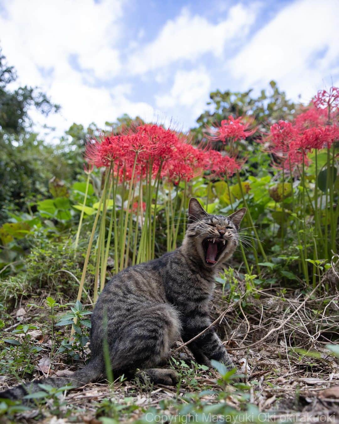 Masayukiのインスタグラム：「秋晴れごきげん❗️  #cat #ねこ #猫 #東京カメラ部 #nekoclub  #yourshotphotographer #my_eos_photo」