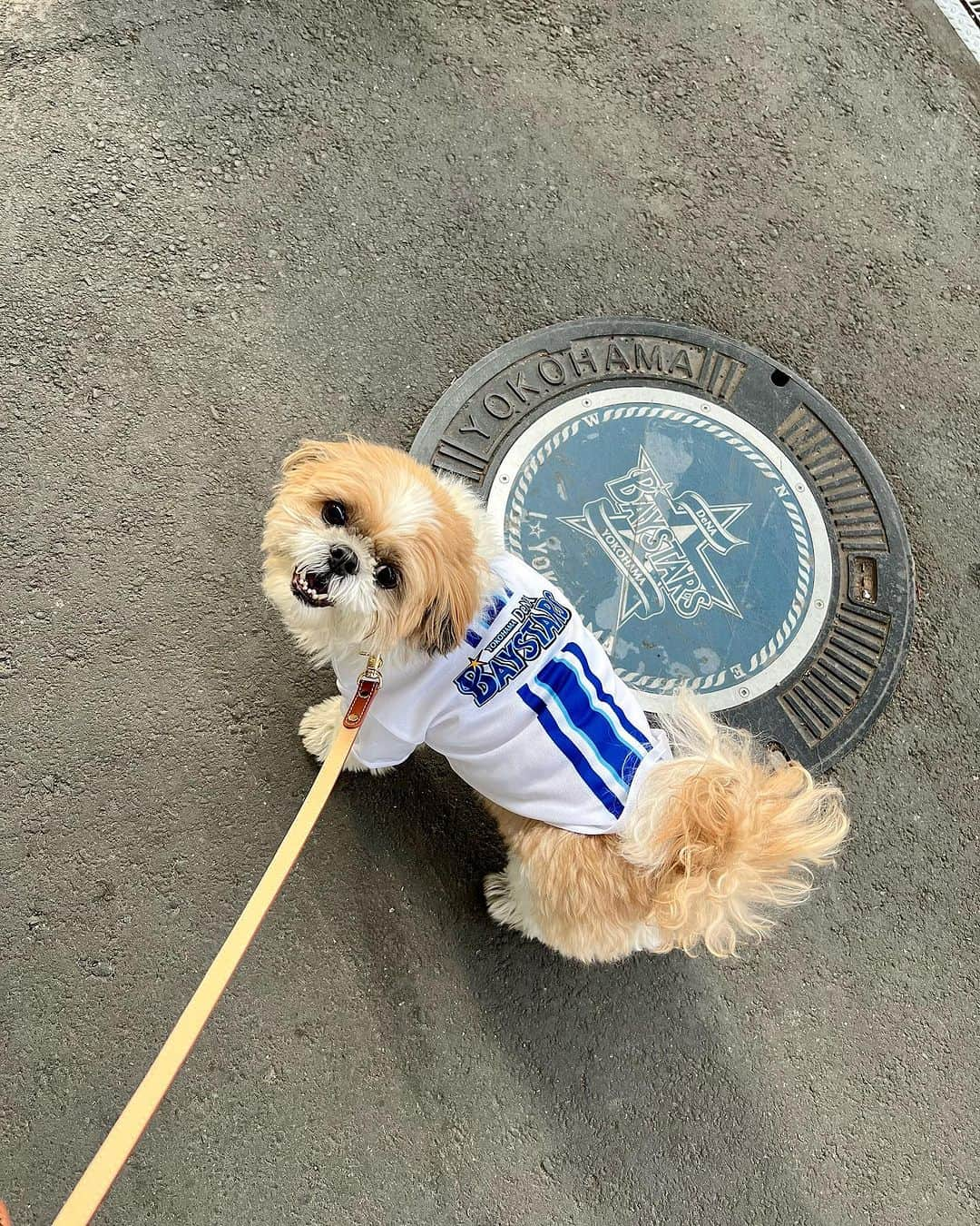 田中浩実さんのインスタグラム写真 - (田中浩実Instagram)「✧︎ 可愛いベイのわんこ服☆ すぴかに着せてね♡とお友達からのプレゼント‪︎‬‪︎☺︎ ♡ありがとう♡  可愛すぎる♡ こうなると色々そろえたくなってしまう私。  明日からクライマックスシリーズ1stステージ開幕！ ☆つかんで帰ってきて☆いです♩¨̮  @baystars_official   #横浜denaベイスターズ  #クライマックスシリーズ  #dena  #ベイスターズ  #ベイスターズ女子 #野球  #野球観戦  #野球女子  #わんこ服 #わんこのいる生活  #シーズー  #シーズー大好き部  #yokohama」10月13日 8時14分 - hiromi.tanaka.japan