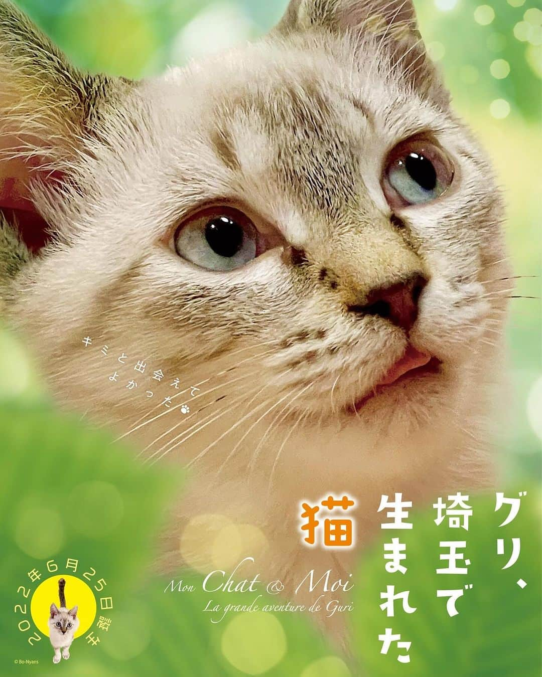 田中要次さんのインスタグラム写真 - (田中要次Instagram)「本日のポスターは『グリ、埼玉で生まれた猫』です！映画『ルー、パリで生まれた猫』の感想コメントXキャンペーンで ”あなたの大切なネコ”のポスターを作って貰えるチャンスが あるよっ！10/31まで！ #ルーパリで生まれた猫 #映画館でパリ猫ルー #猫Guri #Bo_nyans #猫のいる暮らし」10月13日 8時57分 - boba_