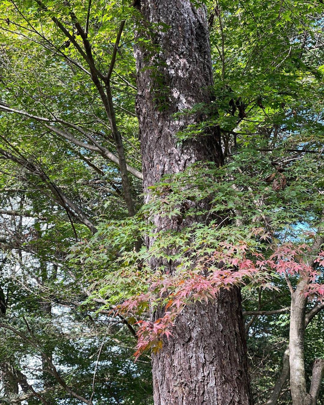 深澤里奈さんのインスタグラム写真 - (深澤里奈Instagram)「◯◯◯  怒涛の1週間を過ごしていますが 我が家の庭は秋が深まっています。 木漏れ日が映し出す影には紅葉。庭の紅葉が色付いてきました。 そしてぐるりと庭をまわると、至る所に生えているキノコ。リコボウというキノコはこの時期、地元民のお楽しみらしい。これはリコボウなのか…？ ちょっとキノコは怖いので、よく知っている方に聞いてからにしよう。でも食べられたなら嬉しいな。  ここ2週間ほど、風が吹くと屋根がコツンコツン騒々しいほどに音を立てていたけれど、正体はどんぐり。リスも来ています。 一時、どんぐりの絨毯かと思うくらい敷き詰められていました。  秋ですねぇ。  #軽井沢の暮らし #庭で見つける秋 #紅葉 #どんぐり」10月13日 9時09分 - rinatj