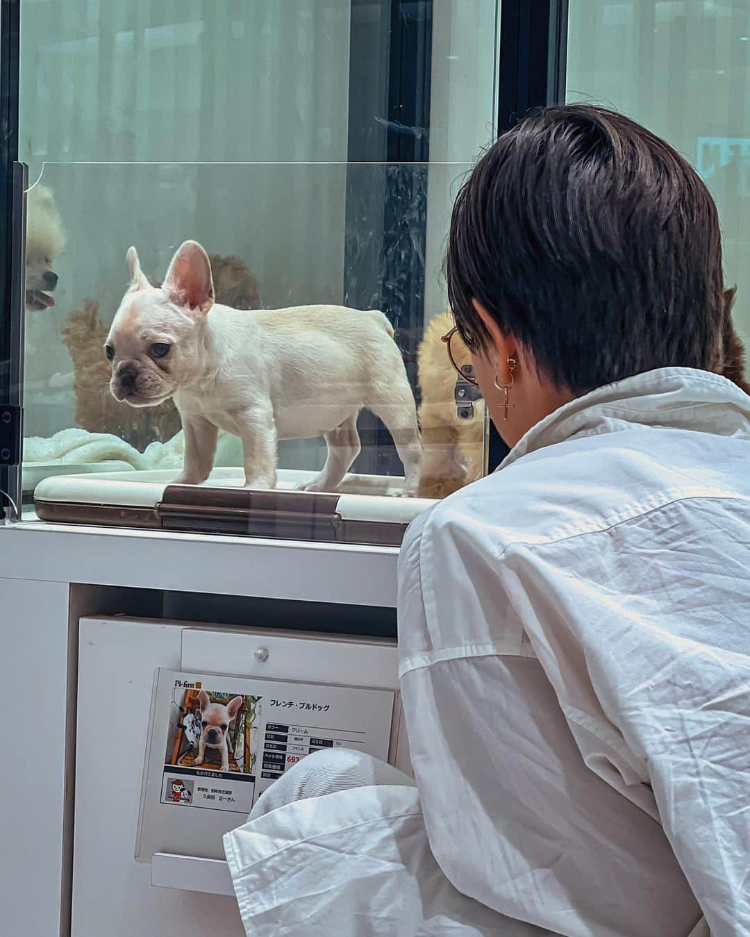 ナタリア・ザビアコさんのインスタグラム写真 - (ナタリア・ザビアコInstagram)「Animal journey in Tokyo 🇯🇵🦉🦥🐶🥰  #tokyo  #japan  #pet  #frenchie」10月13日 14時50分 - natalia_zabiiako