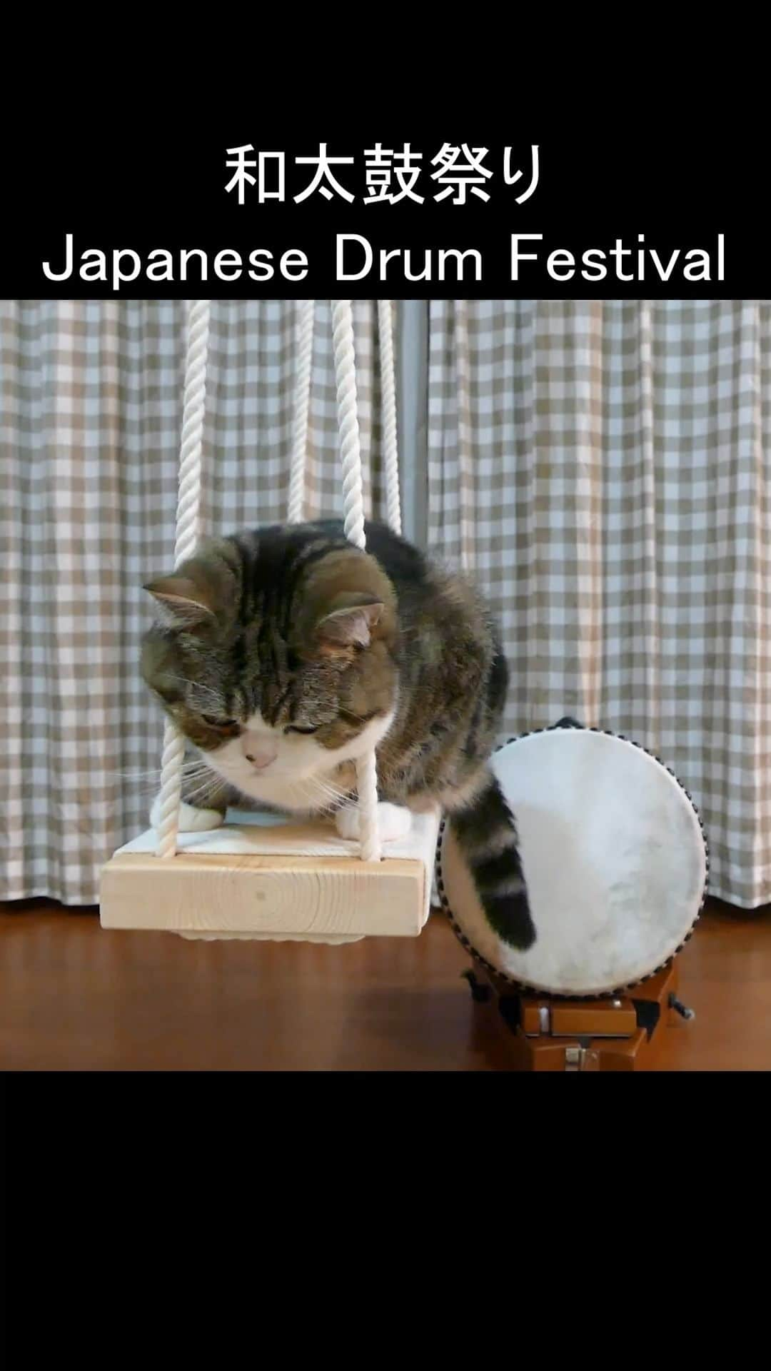 まる & はなのインスタグラム：「まるさんによるしっぽ太鼓、ショートバージョン。 Maru's tail drum, short version.」