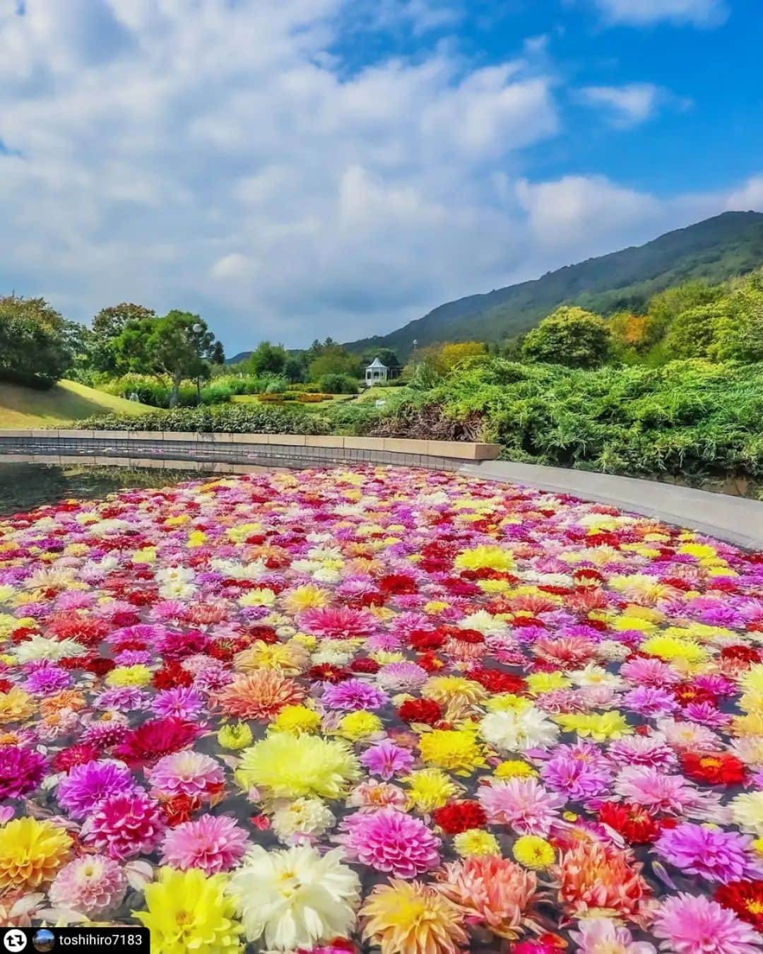 兵庫県のインスタグラム：「兵庫県公式インスタグラム『love_hyogo』です。  love_hyogoでは皆さんが #lovehyogo のハッシュタグをつけて投稿していただいた写真を紹介させていただきます。  本日のピックアップは @toshihiro7183 さんのお写真です👑 ハッシュタグをつけての投稿ありがとうございます🙏🏻  こちらは、淡路市にある淡路島国営明石海峡公園のぷかぷかダリアのお写真です📷✨  淡路島国営明石海峡公園の移ろいの庭にある池にダリアの花を浮かべるイベント「ぷかぷかダリア」が9/29（金）から10/1（日）まで開催されました。 約30㎡の池に約1万本分のダリアの花を敷き詰めたそうです。 次回は11/2（木）から5日（日）に開催されます。  大小色とりどりのダリアが浮かんでいて、とっても華やかですね。 「花手水」の光景を再現しているそうですが、これだけの規模だと圧巻です。  兵庫にまつわる投稿は #lovehyogo のハッシュタグをお願いします👈  This is "love_hyogo", the official Instagram of Hyogo Prefecture. We will introduce photos posted by you with the hashtag #lovehyogo on love_hyogo.  Today's pick is a photo by @toshihiro7183 Thank you for posting with the hashtag!  Please use the hashtag #lovehyogo for Hyogo related posts!  #兵庫県#兵庫#hyogo #lovehyogo#love_hyogo #japan #photooftheday#followme #instagood #photography #淡路市#awaji #淡路島 #淡路島国営明石海峡公園 #akashikaikyonationalgovernmentpark #ぷかぷかダリア #ダリア #兵庫テロワール旅 #お出かけスポット #フォトジェニック #自慢したい兵庫の景色」