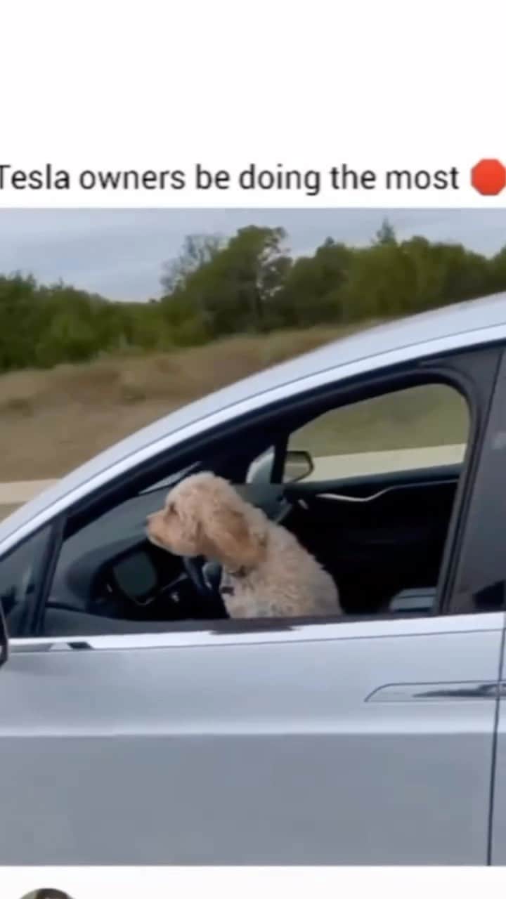 WildLifeのインスタグラム：「Driving experiences in 2023 be like: 😳 Reposted from @businessblurb DM for credit pls  #tesla #selfdriving #technology」