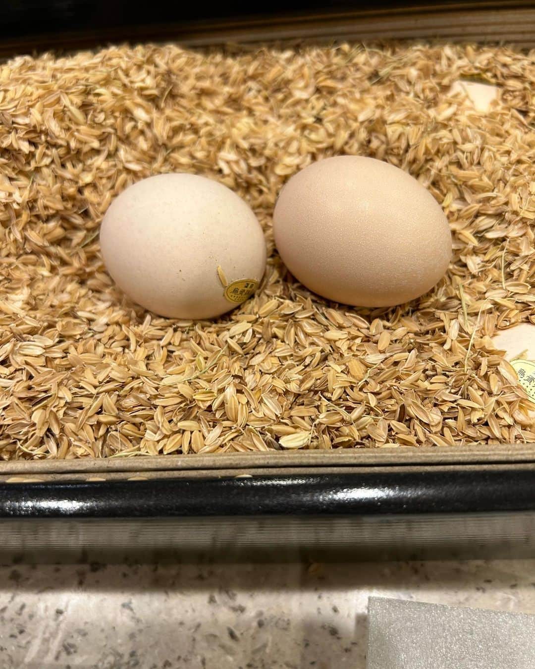 安藤優子さんのインスタグラム写真 - (安藤優子Instagram)「おはようです！  リンです❣️  今日の朝はね、ホントに涼しくて、いっぱいいっぱい朝ンポしてきたよ。  からの、おはようの舞（笑）です。  でね、昨日のテーブルからはね、おかーさんがまたバクテー作ったって。  それと烏骨鶏の卵をたくさんいただいたから、おとーさんには石焼ビビンバならぬ、ココットビビンバ（笑）だって。  それとね、シャインマスカットにクリームチーズはさんだおつまみね。  おとーさんがどこかで食べて美味しかったからって、作ってた。  見てたから、知ってる。  おかーさんも、「へえー」って食べてたよ。  アタシが蓋に乗っている器にはね、豚肉のソテーの残りものときゅうりの辛子和えが入っていたよ。  これも見てたから、知ってる。（笑）  で、おかーさんから、昨日はバタバタして出来なかった「キッチンで話そ！」、今日やります！って。  きっぱり言ってた。（笑）  だから後でまたよろしくお願いいたします。  以上、烏骨鶏なテーブル付近からお伝えしました❣️  by リンゴ。  #おはようの舞  #フレンチブルドッグ  #安藤優子」10月13日 10時07分 - yukoando0203