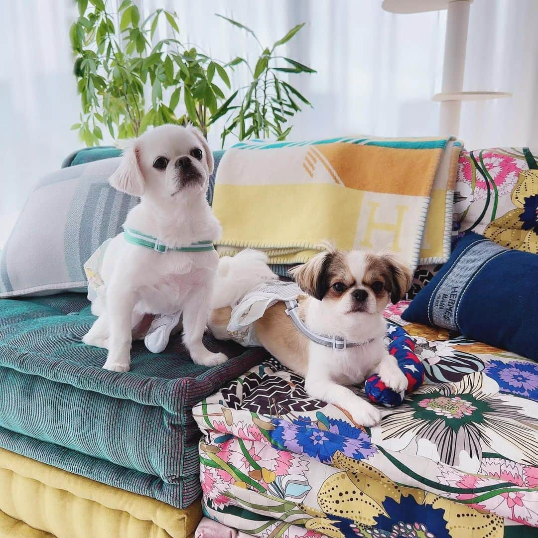 れいのインスタグラム：「ごえもんとつなよし🐶✨  よく聞かれるソファは #ロッシュボボア 🛋️💓  作るのに半年かかるからまだ届いてないのあり🙄 見るたびにテンションあがるソファ 高すぎるソファ 可愛いすぎる、お気に入り✨  #ペキチワ  #ペキチワズ #ごえもん  #つなよし  #納豆  #ソファに匂いついてないかな」