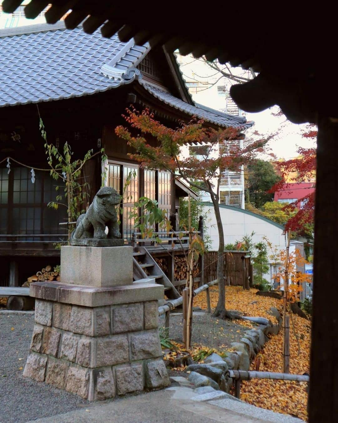 Rediscover Fukushimaさんのインスタグラム写真 - (Rediscover FukushimaInstagram)「🍁Autumn looks stunning at Yumoto Onsen Shrine!🍁  Yumoto Onsen Shrine is dedicated to the Shinto Gods of hot springs and medicine, and is a great spot to enjoy the beauty of autumn foliage.   This shrine is estimated to be over a thousand years old and was designated as a tangible property of the city of Iwaki, in the Southern coast of Fukushima Prefecture.   Consider adding this shrine to your itinerary if you are in the area!  💡The shrine is usually illuminated in the evenings (the specific time may vary depending on the day).  🗓️The peak for foliage around this area is typically between mid to late November.  We recommend walking around the Yumoto Onsen area, which has a nostalgic retro ambiance. Relax and soak your feet at the public footbath in front of the JR Yumoto Station (and don’t forget to bring a hand towel with you to dry your feet afterwards!).  ✨Would you like to visit this shrine this autumn? Let us know in the comments, and don’t forget to save this post for your next visit. 🔖  #visitfukushima #fukushima #iwaki #yumotoonsen #instagood #photooftheday #photography #travelphotography #japantravel #japantrip #jrpass #instatravel #picoftheday #trip #visitjapanjp #visitjapanus #visitjapantw #visitjapanca #visitjapanfr #visitjapanes #beautifuljapan #beautifuldestinations #japaninautumn #autumn #momiji #fall #explore #yumotoonsenshrine #onsen #onsenshrine」10月13日 11時01分 - rediscoverfukushima