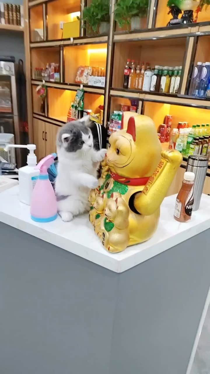 Aww Clubのインスタグラム：「AI stealing your jobs  #meowed #cutecat #cat #luckycat #AI #jobs #catswithjobs #myjob」