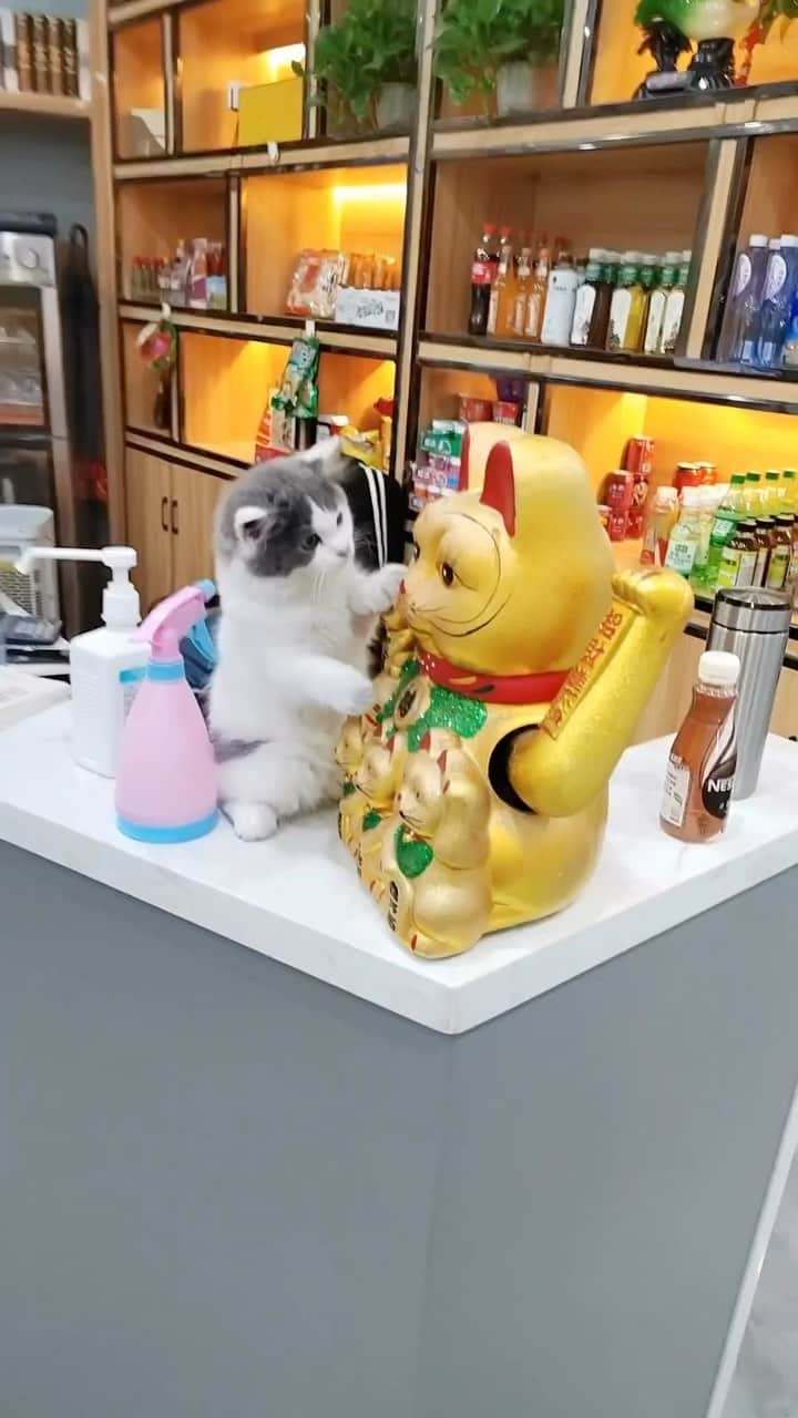 Aww Clubのインスタグラム