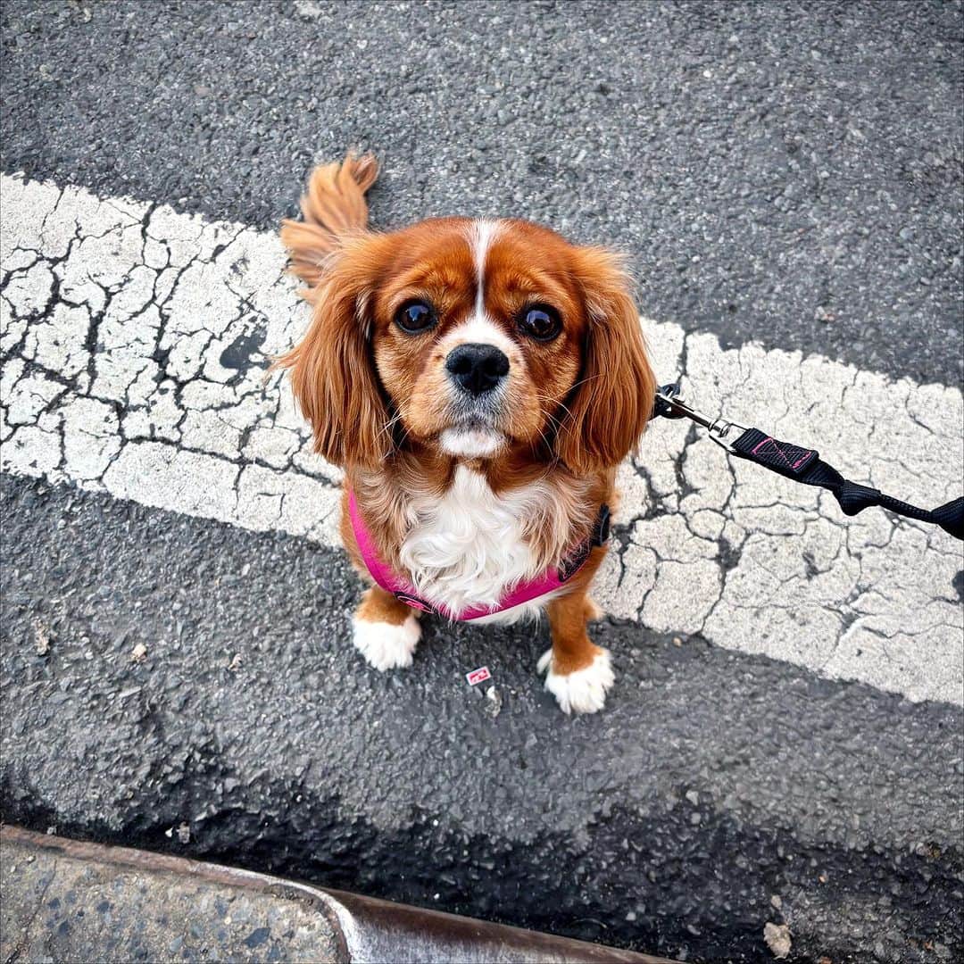 のインスタグラム：「I gave Frankie a bob today. Then I sent Mike the second pic and said “I think I went too far.” He was like “WTF why would you do that?!” 😂😂😂 Her ears were just flipped back.」