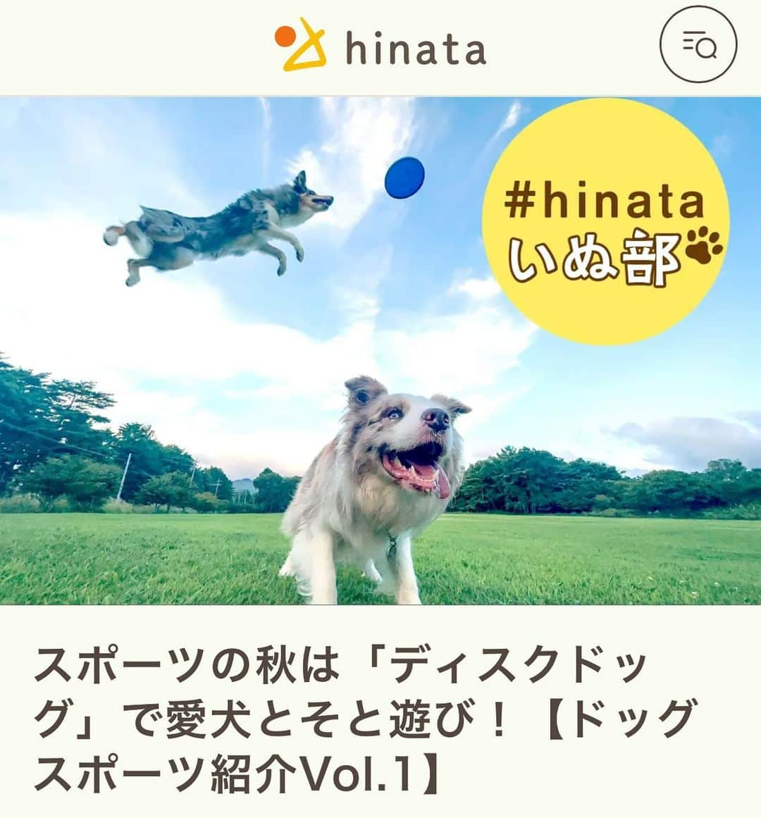 たまねぎさんのインスタグラム写真 - (たまねぎInstagram)「. . アウトドアwebマガジン hinata様に、岳風雷が参加している ディスクドッグ東北が紹介されています。 ディスクドッグに興味のある方必見です！  そして、なんとがっくんの写真も掲載されてます💕 よかったらみてみてね！💕  @hinata_outdoor  @diskdog_tohoku  #ディスクドッグ東北   #standardpoodle #スタンダードプードル #poodle #いぬのいる生活 #大型犬 #いぬのきもち #犬と暮らす #いぬなしでは生きていけません  #ディスクドッグ」10月13日 12時55分 - tamanegi.qoo.riku