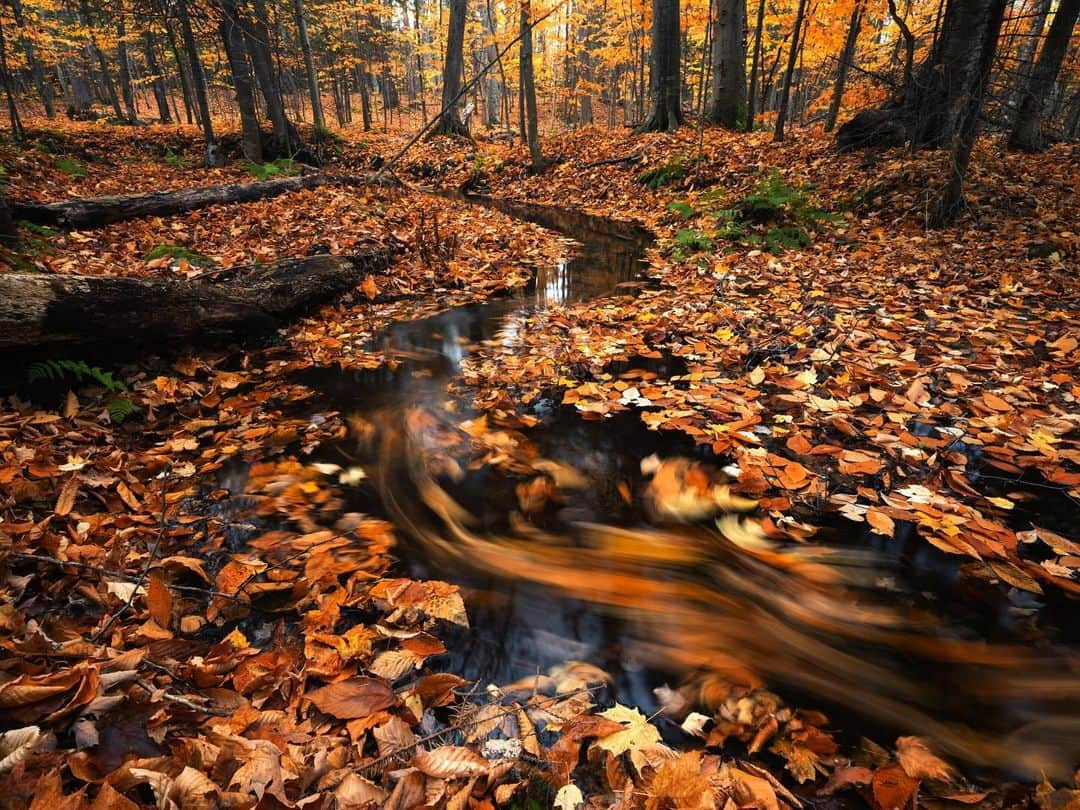 Keith Ladzinskiのインスタグラム：「That golden feel of Autumn is one of the most wistful times of year. It won’t be long before the snowflakes begin to fall and the warm jackets come back out. Enjoy it while it’s here! Photographed for @natgeo in 2020」