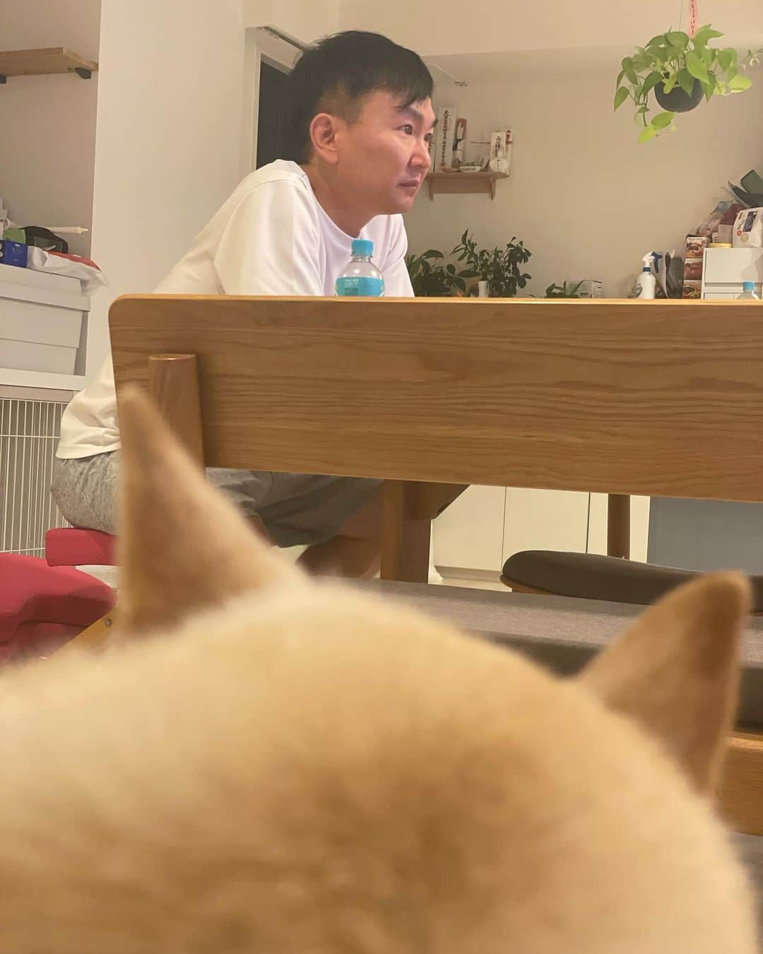 かまいたち山内と、猫たちさんのインスタグラム写真 - (かまいたち山内と、猫たちInstagram)「🙋‍♀️ のんびり🐈🐕🌝 #やまうちたち」10月13日 23時03分 - kamaitachi.neko.6.neko