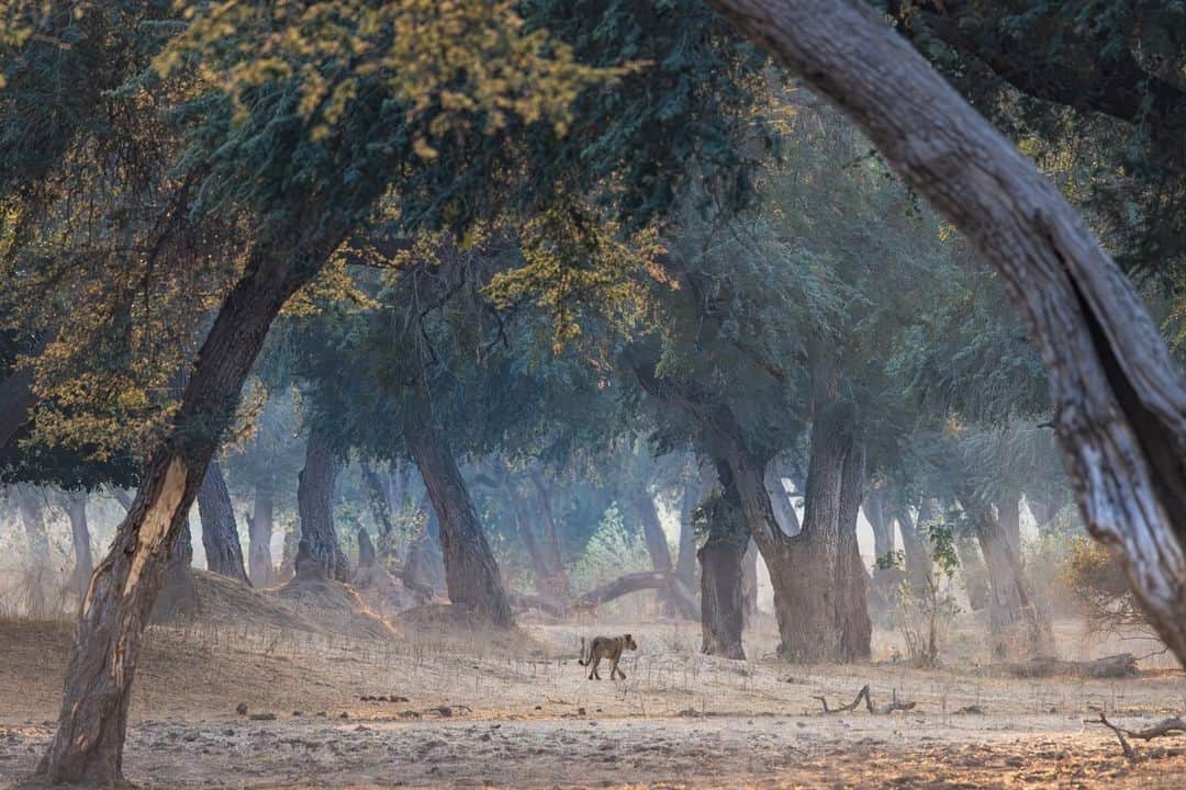 Canon UKのインスタグラム：「This incredible photo of a lone lion was taken in Mana Pools, Zimbabwe.   The arching trees and misty atmosphere help direct your focus to the centre of this spectacular pic 😍😍  📷 by @alice_peretie   Camera: EOS R5 Lens: RF 100-500 mm f/4.5 - f/7.1 IS USM Shutter Speed: 1/1600, Aperture: f/7.1, ISO 2000   #canonuk #mycanon #canon_photography」