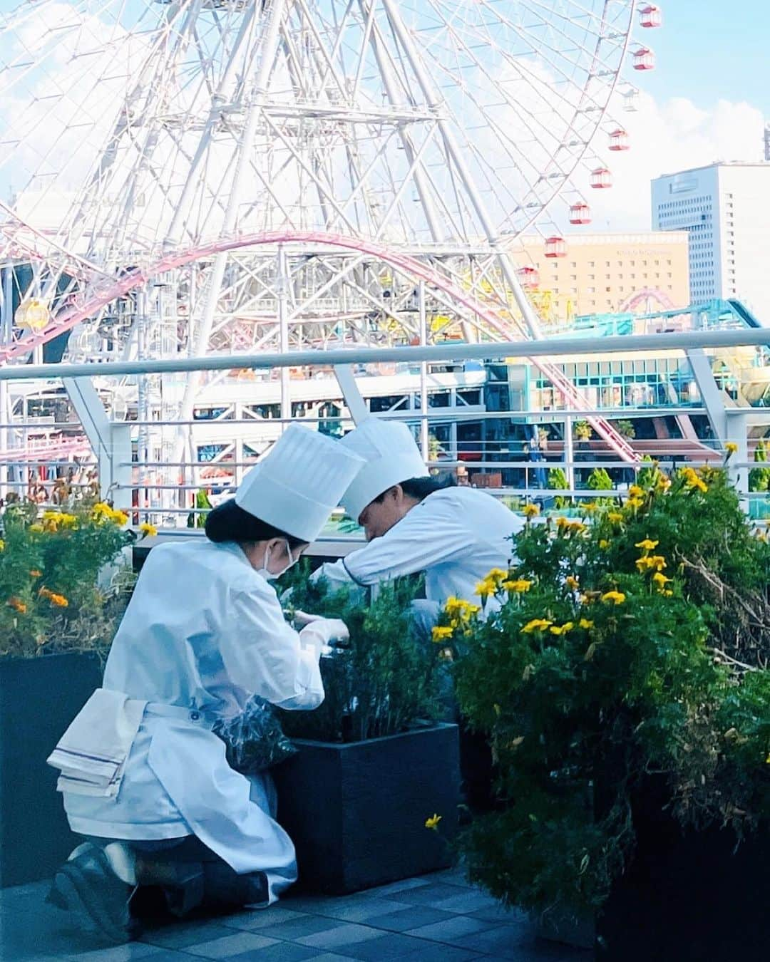 横浜ベイホテル東急［公式］さんのインスタグラム写真 - (横浜ベイホテル東急［公式］Instagram)「// 「スーツァンレストラン陳」と「カフェトスカ」 お皿の上のおいしい協演😋 . 「スーツァンレストラン陳」のテラスで収穫した ローズマリーが「カフェトスカ」メニューに登場！ 「四万十ポークの高温ロースト ローズマリー風味」 豚の脂の甘さにローズマリーの風味がよく合います ランチブッフェ〜高知フェア〜は10月19日まで . #ローズマリー #ホテル農園  #スーツァンレストラン陳  #カフェトスカ  #ランチブッフェ #ホテルブッフェ  #収穫 #四万十ポーク  #高知グルメ  #みなとみらいランチ  #みなとみらい #横浜  #みなとみらい線フォト散歩  #rosemary #cafetosca  #lunchbuffet #hotelbuffet  #kochifood  #yokohamabayhoteltokyu  #myyokohama」10月13日 23時43分 - yokohamabayhoteltokyu