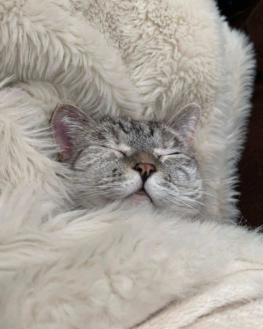 nala_catさんのインスタグラム写真 - (nala_catInstagram)「Sweet dreams 😴   #sleep #cute #cat #catsofinstagram」10月13日 15時13分 - nala_cat