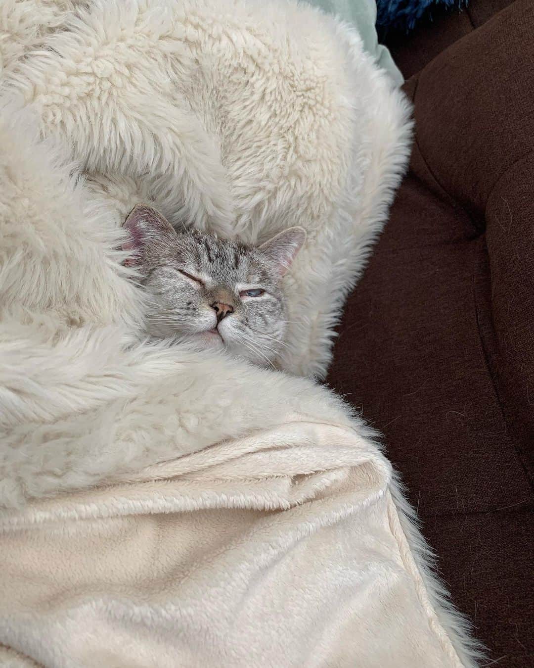 nala_catさんのインスタグラム写真 - (nala_catInstagram)「Sweet dreams 😴   #sleep #cute #cat #catsofinstagram」10月13日 15時13分 - nala_cat