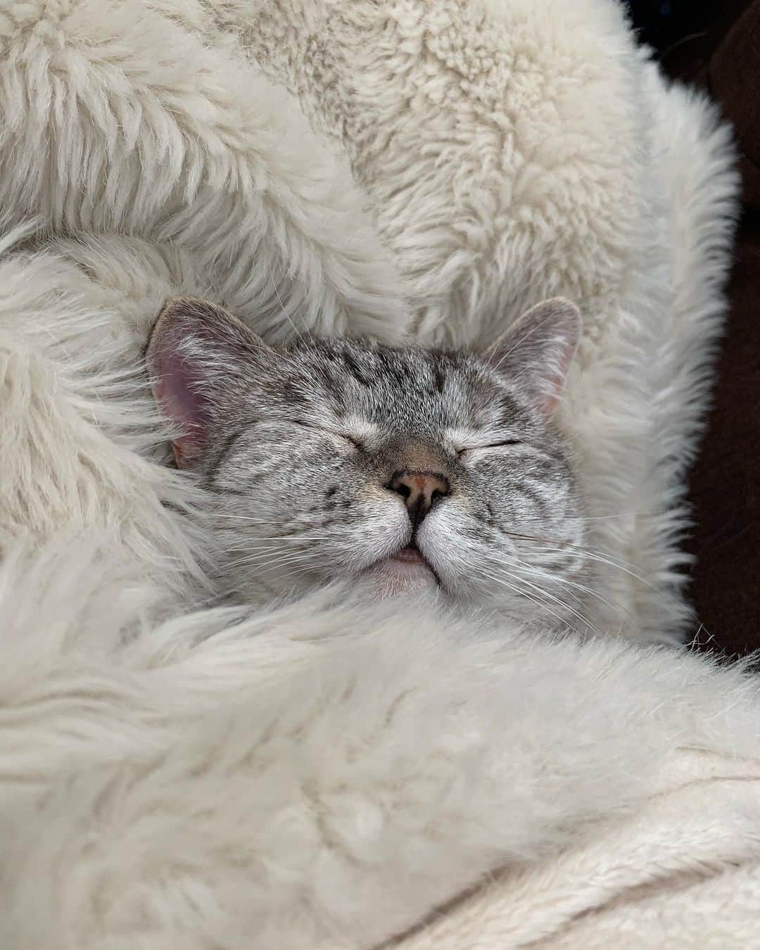 のインスタグラム：「Sweet dreams 😴   #sleep #cute #cat #catsofinstagram」