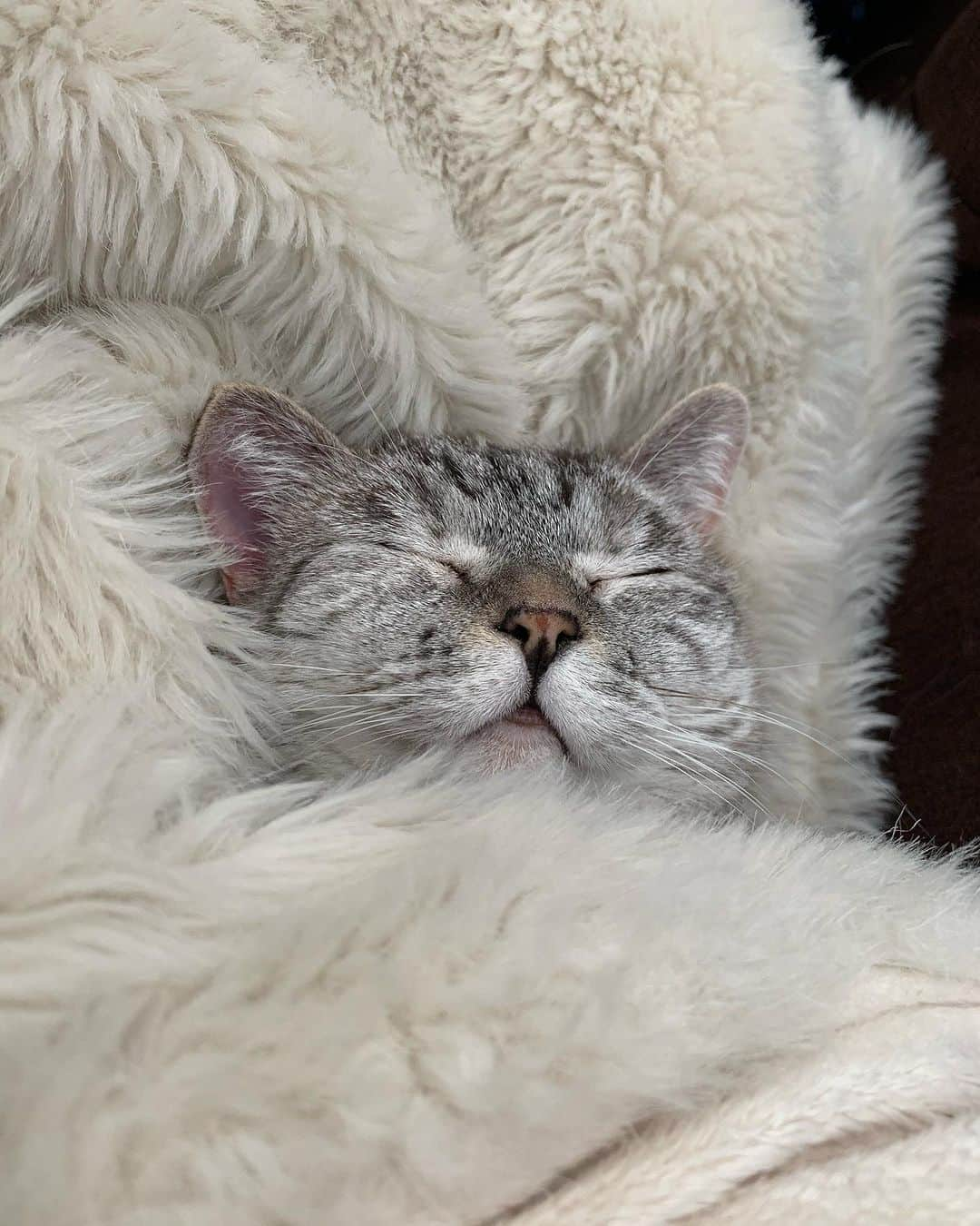 nala_catのインスタグラム：「Sweet dreams 😴   #sleep #cute #cat #catsofinstagram」