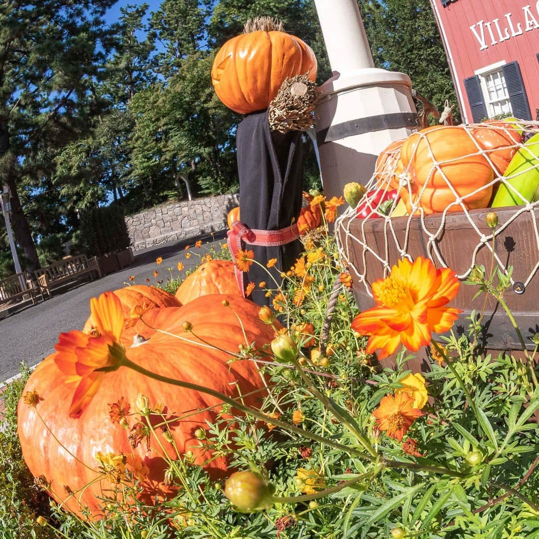 東京ディズニーリゾートのインスタグラム：「⁡ 🎃花と緑の散策🎃 東京ディズニーリゾートには四季折々に見頃を迎える植物がたくさん！ いまの季節に東京ディズニーシーで見ることができる植物をご紹介します🎶 ⁡ #キバナコスモス #アメリカンウォーターフロント #アーントペグズヴィレッジストア #東京ディズニーシー #東京ディズニーリゾート #花と緑の散策 #ディズニーハロウィーン #cosmossulphureus #auntpegsvillagestore #americanwaterfront #tokyodisneysea #tokyodisneyresort #disneyhalloween」