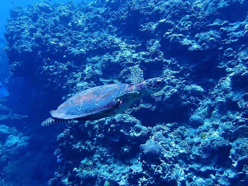 石岡麻奈美さんのインスタグラム写真 - (石岡麻奈美Instagram)「沖縄の慶良間諸島でウミガメとダイビング。  この日は朝から3本スポットを移動して潜って、最後の3本目にウミガメに会えました。  ウミガメはゆったりと穏やかでとってもかわいかったです。  #ダイビング #沖縄ダイビング #慶良間諸島ダイビング #ウミガメ #ウミガメダイビング #沖縄 #慶良間諸島 #慶良間ダイビング #diving #okinawa #keramaislands」10月13日 16時14分 - manami_ishioka