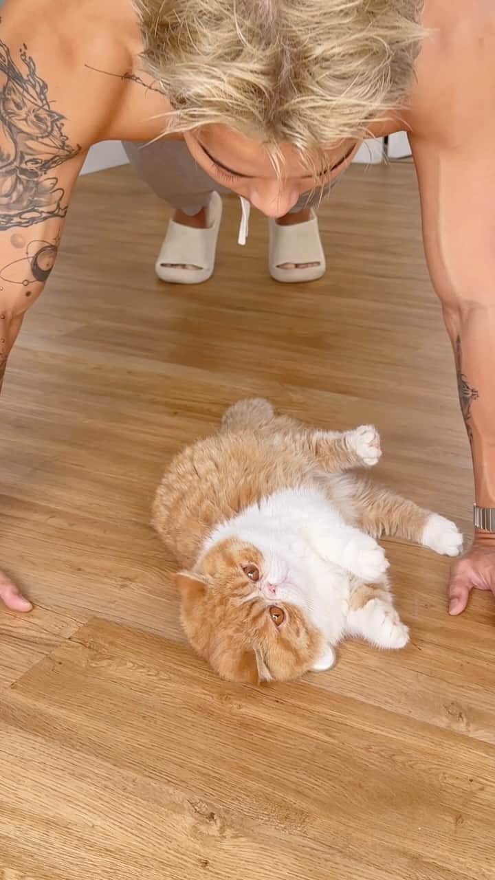 のインスタグラム：「Cat Exercises 🐱😎」