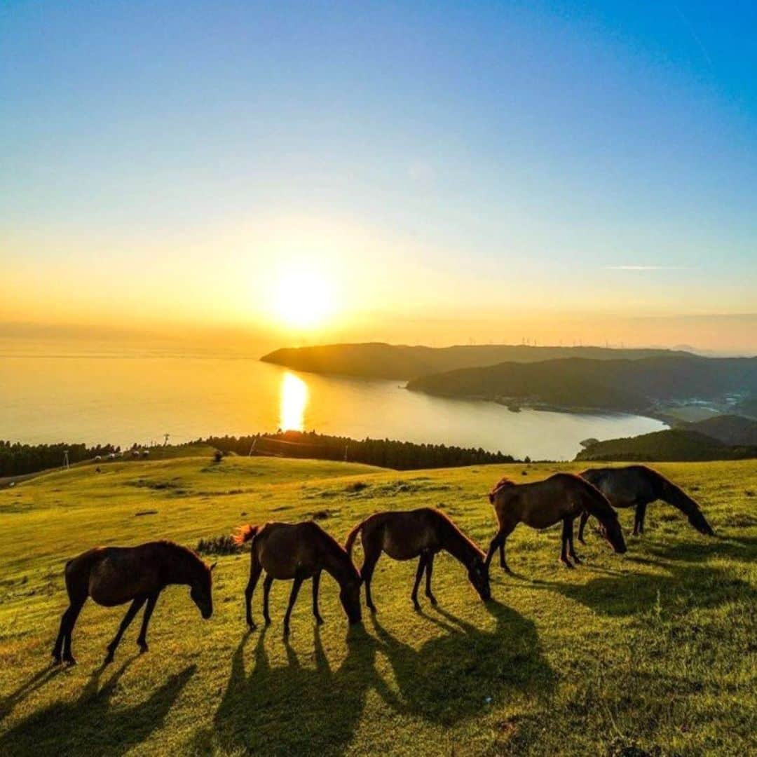 九州電力のインスタグラム：「野生馬がのんびり過ごす絶景スポット🌇🏇 . 宮崎県串間市にある「都井岬」は、県最南端に位置する岬です✨ 日本在来馬のひとつとして国の天然記念物に指定されている「御崎馬（みさきうま）」が生息しており、草原と海原をバックに気軽に野生の馬を観察することができます🐴 . ----------------------------------------------- 📍都井岬 住所：宮崎県串間市大字大納 野生馬保護協力金：車1台400円、バイク1台100円 開門時間：10月～3月　8:00～17:30  　　　　　4月～9月　8:30～18:00 駐車場：あり ----------------------------------------------- ※写真提供：串間市観光物産協会 ※写真は過去に撮影されたものです。  お届けする九州の風景が、皆さまの元気や癒しになれば幸いです☘️  #九州電力 #宮崎 #都井岬 #串間市 #夕焼け #御崎馬 #宮崎観光 #宮崎旅行」