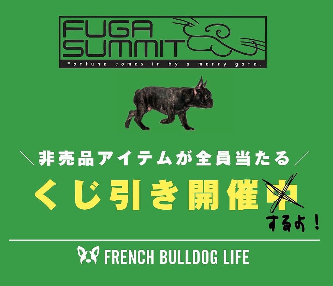 French Bulldog Lifeのインスタグラム：「【フガサミ出展！】非売品グッズが必ず当たる「くじ引き」やります！フレブルライフのブースは7番🐕  10月14日（土）は、保護犬のためのチャリティイベント「フガサミット（フガサミ）」が開催されます！  今年で第10回という記念の年に、我々フレブルライフも出展者として参加させていただきます！  フレブルライフのブースでは、もれなく非売品グッズが当たる「くじ引き」を実施。  ★参加方法は「フレブルライフ」をチェック 「フガサミ」で検索🔍 @french.bulldog.life  「フレブルLIVE」よりひと足先にお会いしましょう❤️‍🔥  #フガサミット #フガサミ」
