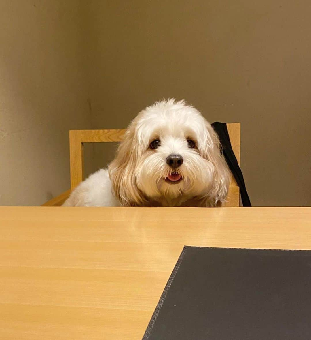 あんちゃんさんのインスタグラム写真 - (あんちゃんInstagram)「食事待ちのオレ🐶🍚  今回泊まった @hoshinoresorts.kai さんは お食事どころが半個室になっていて ワンちゃんも同伴可💓  せっかくの家族旅行だから 食事の時も 部屋にお留守番ではなく 一緒に行けるところがいいもんね☺️✨  昼間いっぱい遊んだから ご飯食べた後は だいたいウトウトしがち。笑  ねむねむあんちゃん おじいちゃんみたいで可愛い😂💘  スタッフさんが 娘様に…✨と貸してくれた アンパンマンのぬいぐるみが届いた時だけは ここぞとばかりに出動してました。笑  お誕生日おめでとう👶🏻🎉 のケーキと一緒に 写真も撮ってもらったよ❤️  ここでもケーキを狙うオレ🐶笑  ケーキは全部オレのだと思ってるあんちゃん かわいすぎる🤣🤣🤣  #キャバションあんちゃん  #あんちゃん　#ぬいぐるみ犬 #スヌーピー  #スヌーピー犬 #キャバション　#キャバビション　 #キャバリア #キャバリアキングチャールズスパニエル #ビションフリーゼ　 #犬  #いぬすたぐらむ #犬のいる暮らし  #わんこなしでは生きていけません会 #いぬのきもち  #犬好きな人と繋がりたい #短足部　#比熊犬 #doglove #cavachon #inustagram #puppy  #snoopy #andy #멍스타그램 #개스타그램　#댕스마스」10月13日 17時53分 - anchan_0115_andy