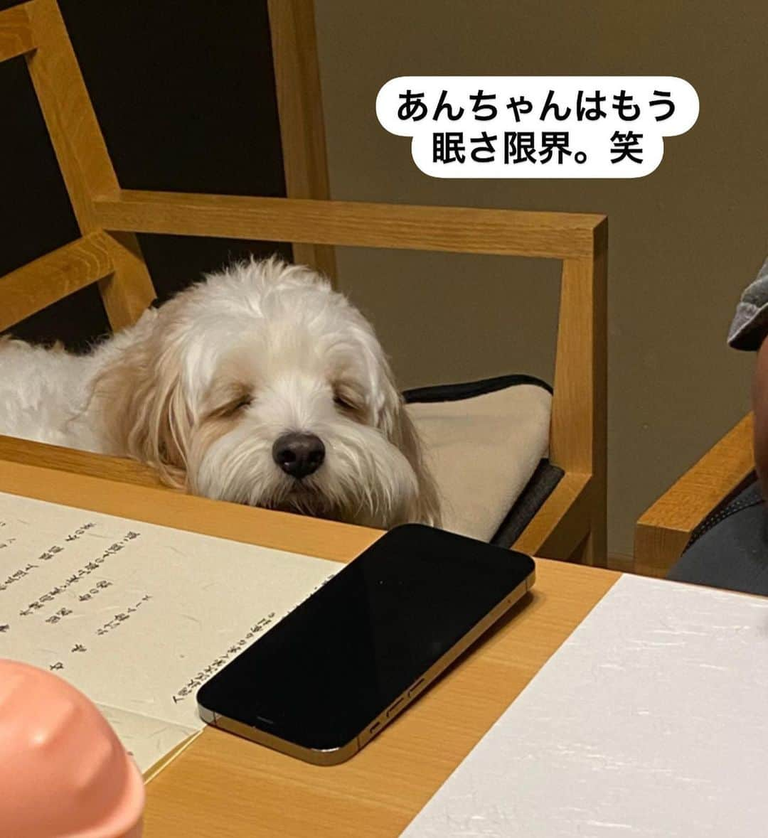 あんちゃんさんのインスタグラム写真 - (あんちゃんInstagram)「食事待ちのオレ🐶🍚  今回泊まった @hoshinoresorts.kai さんは お食事どころが半個室になっていて ワンちゃんも同伴可💓  せっかくの家族旅行だから 食事の時も 部屋にお留守番ではなく 一緒に行けるところがいいもんね☺️✨  昼間いっぱい遊んだから ご飯食べた後は だいたいウトウトしがち。笑  ねむねむあんちゃん おじいちゃんみたいで可愛い😂💘  スタッフさんが 娘様に…✨と貸してくれた アンパンマンのぬいぐるみが届いた時だけは ここぞとばかりに出動してました。笑  お誕生日おめでとう👶🏻🎉 のケーキと一緒に 写真も撮ってもらったよ❤️  ここでもケーキを狙うオレ🐶笑  ケーキは全部オレのだと思ってるあんちゃん かわいすぎる🤣🤣🤣  #キャバションあんちゃん  #あんちゃん　#ぬいぐるみ犬 #スヌーピー  #スヌーピー犬 #キャバション　#キャバビション　 #キャバリア #キャバリアキングチャールズスパニエル #ビションフリーゼ　 #犬  #いぬすたぐらむ #犬のいる暮らし  #わんこなしでは生きていけません会 #いぬのきもち  #犬好きな人と繋がりたい #短足部　#比熊犬 #doglove #cavachon #inustagram #puppy  #snoopy #andy #멍스타그램 #개스타그램　#댕스마스」10月13日 17時53分 - anchan_0115_andy