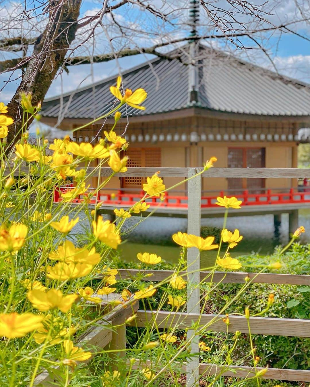 hama_aki_pppさんのインスタグラム写真 - (hama_aki_pppInstagram)「奈良県桜井市#安倍文殊院 (スライドして下さい)  Location Nara Japan (Swipe)    2023.10.06   なんとか間に合ったって感じでしたが黄色いコスモス、ピンクのコスモス、それぞれ綺麗でした🌸🌼  #神社仏閣　 #寺社仏閣  #花の寺  #コスモス  #秋桜  #浮御堂  #わたしは奈良派  #奈良県景観資産　　 #おとな旅プレミアム  #こころから  #タビジェニ  #j_flower_shots  #sorakataphoto  #japanese_gardens  #otonatabi_japan  #histrip_japan  #total_flowers  #zkg10 #loves_united_flora  #ptk_japan  #cooljapanvideos  #flower_igers  #9vaga_flowerscolor9  #japanesetemple #japanesegarden  #iphonephotography  #スマホ撮影  #iphonephotographer」10月13日 17時58分 - hama_aki_ppp