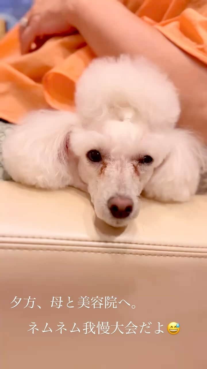 のインスタグラム：「夕方 母と美容院へ。 ネムネム我慢大会だよ😅  ✂️ 👩‍🦱  @lunaten.nakano  #美容室大好き💛」