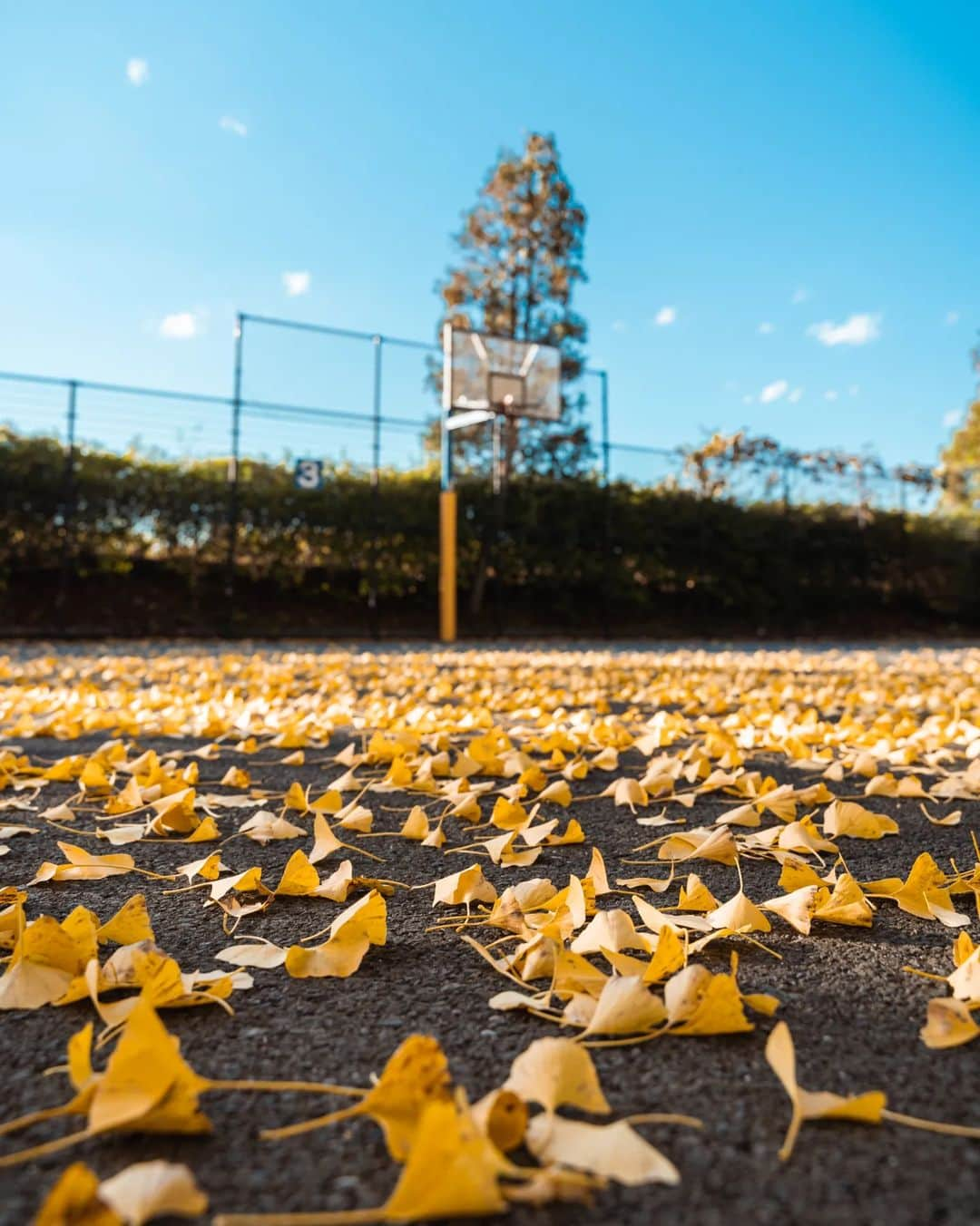 Joshさんのインスタグラム写真 - (JoshInstagram)「// blessed to always enjoy autumn in Japan. November I have planned so many locations, so I'm excited to get back into shooting more. If any friends want to shoot, let me know! Let's get it! . . . . #japan #japaneseculture #visitjapan #visitjapanjp #visitjapanau #explorejapan #japantravel #tokyoweekender #matcha_jp #japanawaits #japan_vacations #discoverjapan #discovertokyo #japanlandscape #japanlife #kyoto #autumn #autumnvibes🍁 #autumninjapan」10月13日 18時22分 - joshtaylorjp