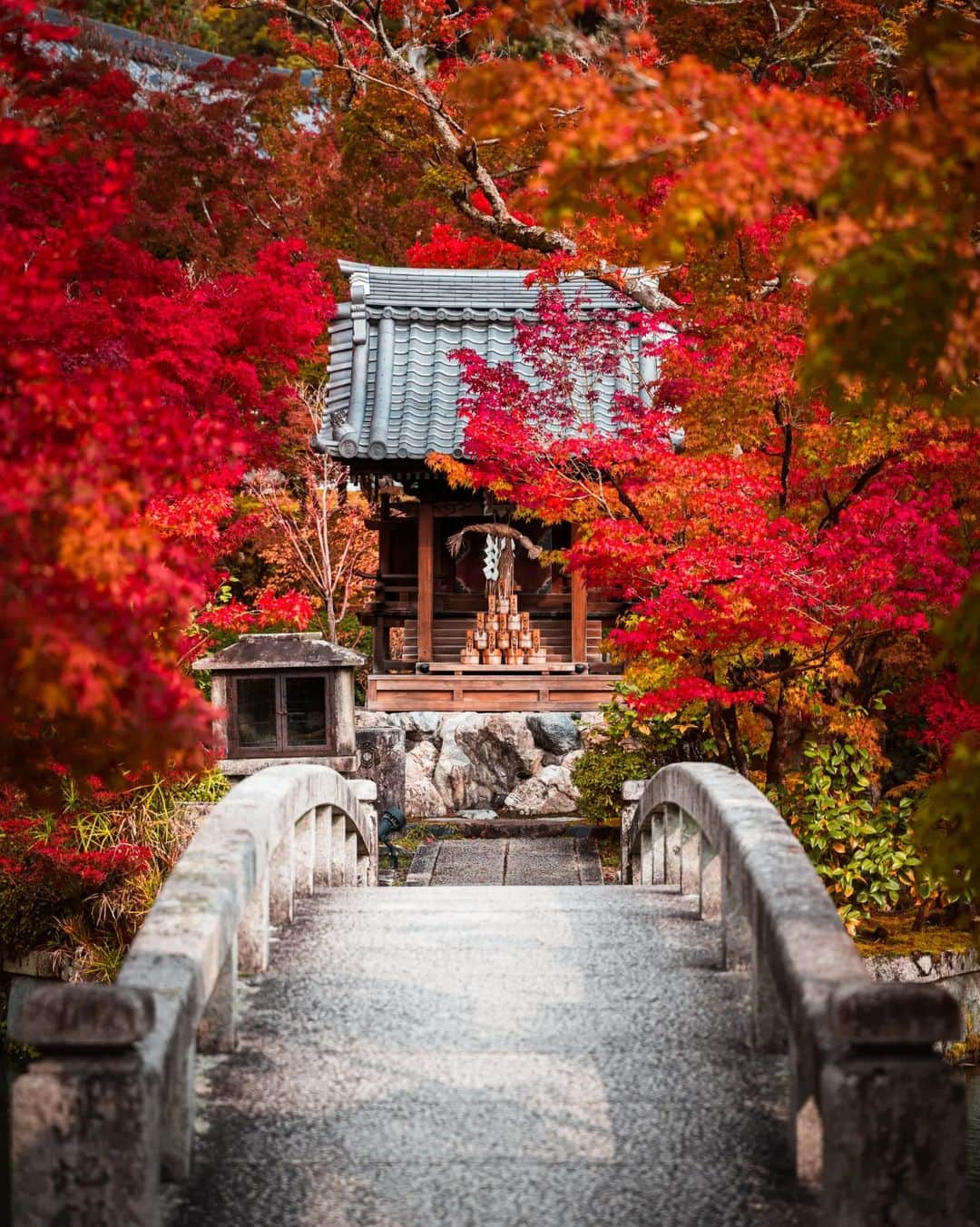 Joshのインスタグラム：「// blessed to always enjoy autumn in Japan. November I have planned so many locations, so I'm excited to get back into shooting more. If any friends want to shoot, let me know! Let's get it! . . . . #japan #japaneseculture #visitjapan #visitjapanjp #visitjapanau #explorejapan #japantravel #tokyoweekender #matcha_jp #japanawaits #japan_vacations #discoverjapan #discovertokyo #japanlandscape #japanlife #kyoto #autumn #autumnvibes🍁 #autumninjapan」