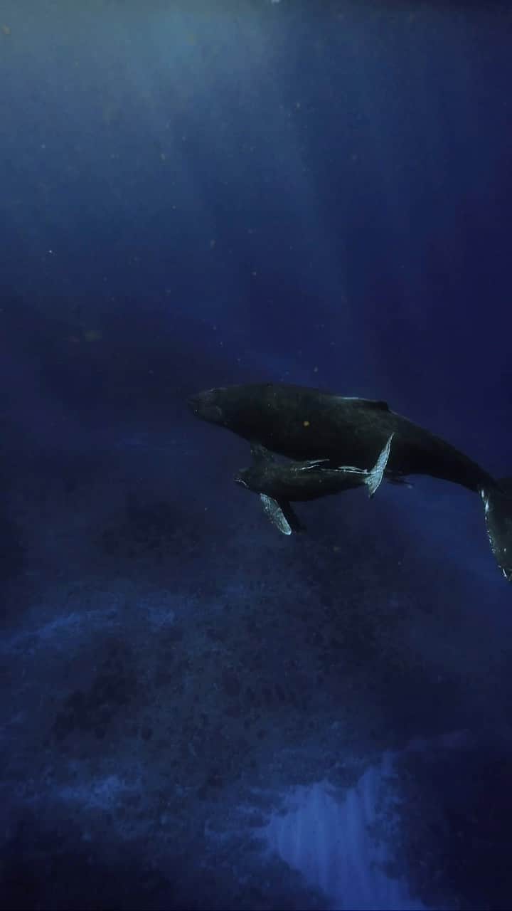 H I R O M I M O R I Y Aのインスタグラム：「優雅に泳ぐ親子🐋  お邪魔させてもらいました。  手ブレが気になるよね。  #earth #whale #whales #ocean #paditv #uwphotography #uw #diving #divinglife #divingphotography #sea #reels」