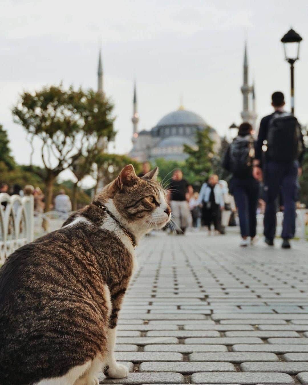 アシアナ航空日本地域公式アカウントさんのインスタグラム写真 - (アシアナ航空日本地域公式アカウントInstagram)「𝕀𝕤𝕥𝕒𝕟𝕓𝕦𝕝 🇹🇷  ┈┈┈┈┈┈┈┈┈┈ #アシアナ航空仁川乗り継ぎで世界各国に行こう！  ヨーロッパとアジアにまたがる魅惑の大都市 トルコ「イスタンブール」  トルコは親日で観光しやすい国です。  また、猫たちがのびのびと暮らせる猫天国でもあり 街のあちこちで自由気ままに過ごしています。  イスタンブール行かれた際は 探してみてくださいね！  📌ヨーロッパ/中央アジア/モンゴル １５％OFFクーポンイベント開催中！  🗓️ イベント期間：10/06～12/31 🗓️搭乗期間：2023/10/29～2024/03/31 ※2023/12/23～31は対象外  詳しくはハイライト[EVENT]もしくは 公式HP大バナーから🛫  📸 @_inyomi @440pic.jp @nekoyama02  ┈┈┈┈┈┈┈┈┈┈   #アシアナ航空 #アシアナ #ASIANA #asianaair #asianaairline #OZ #Flyasiana #韓国 #korea #韓国旅行 #✈️ #イスタンブール #トルコ #トルコ猫 #トルコ旅行」10月13日 19時00分 - asiana.jp_official