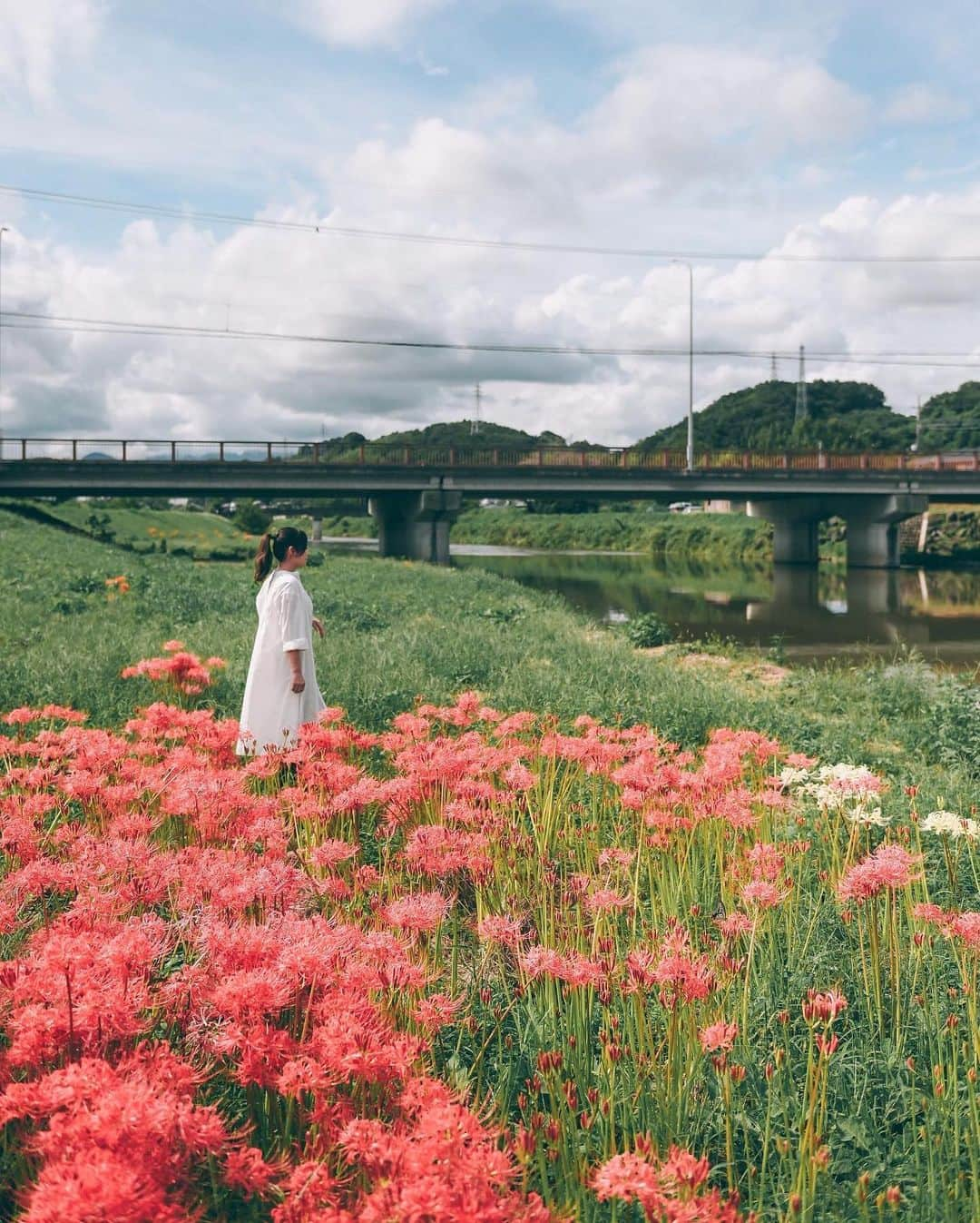 yukiのインスタグラム：「・ #彼岸花 #彼岸花の咲く頃  #僕らが見ている風景 __________________________ 日々の撮影記事やコラム更新中！ ・・・・・・・・・・・・・・・ ◉FAN限定サイト◉ https://www.fansnet.jp/sty830 __________________________」