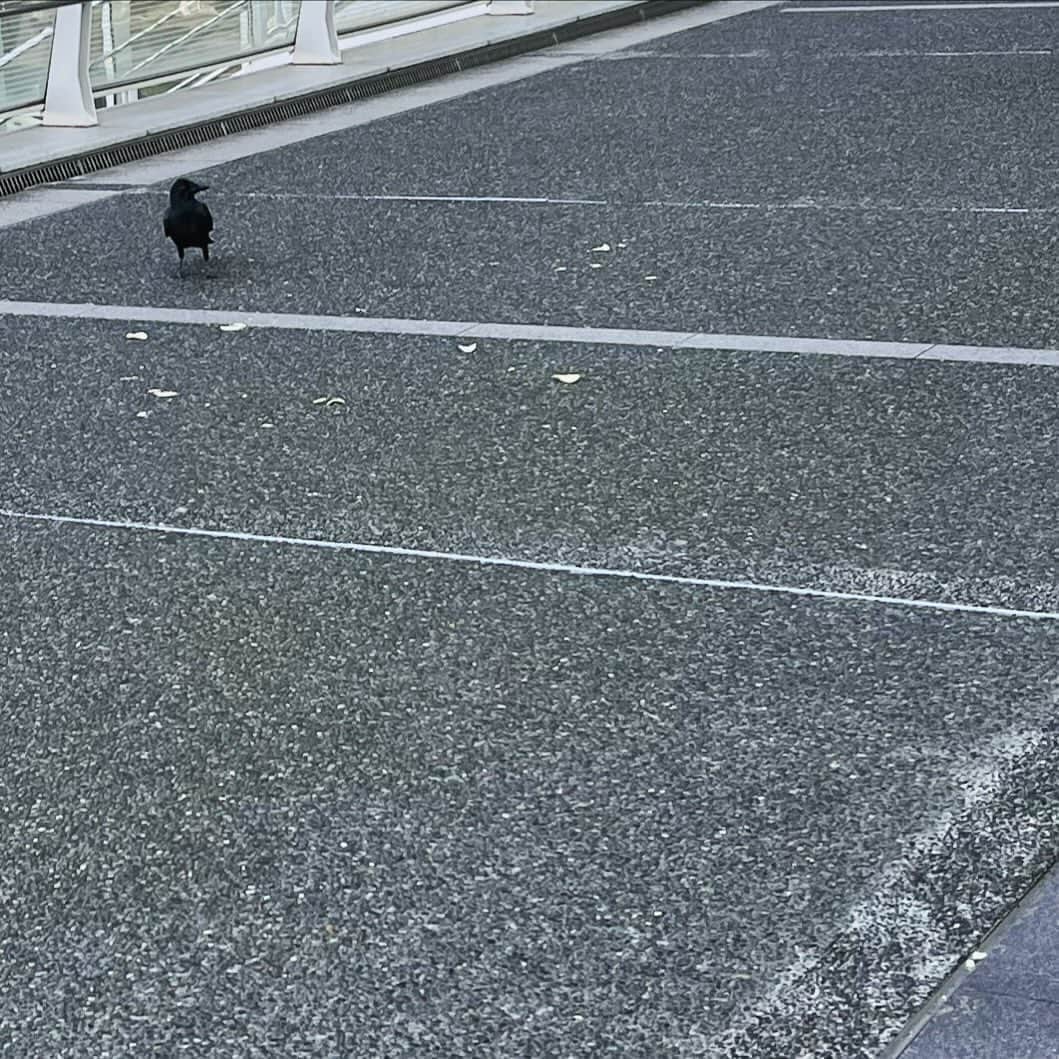 奥井亜紀さんのインスタグラム写真 - (奥井亜紀Instagram)「いま このカラス🐦‍⬛さんは 喜び🤩祭り だって ポテトチップスが落ちているんだもの！ #お散歩は三歩でも良し」10月13日 19時35分 - akiokui