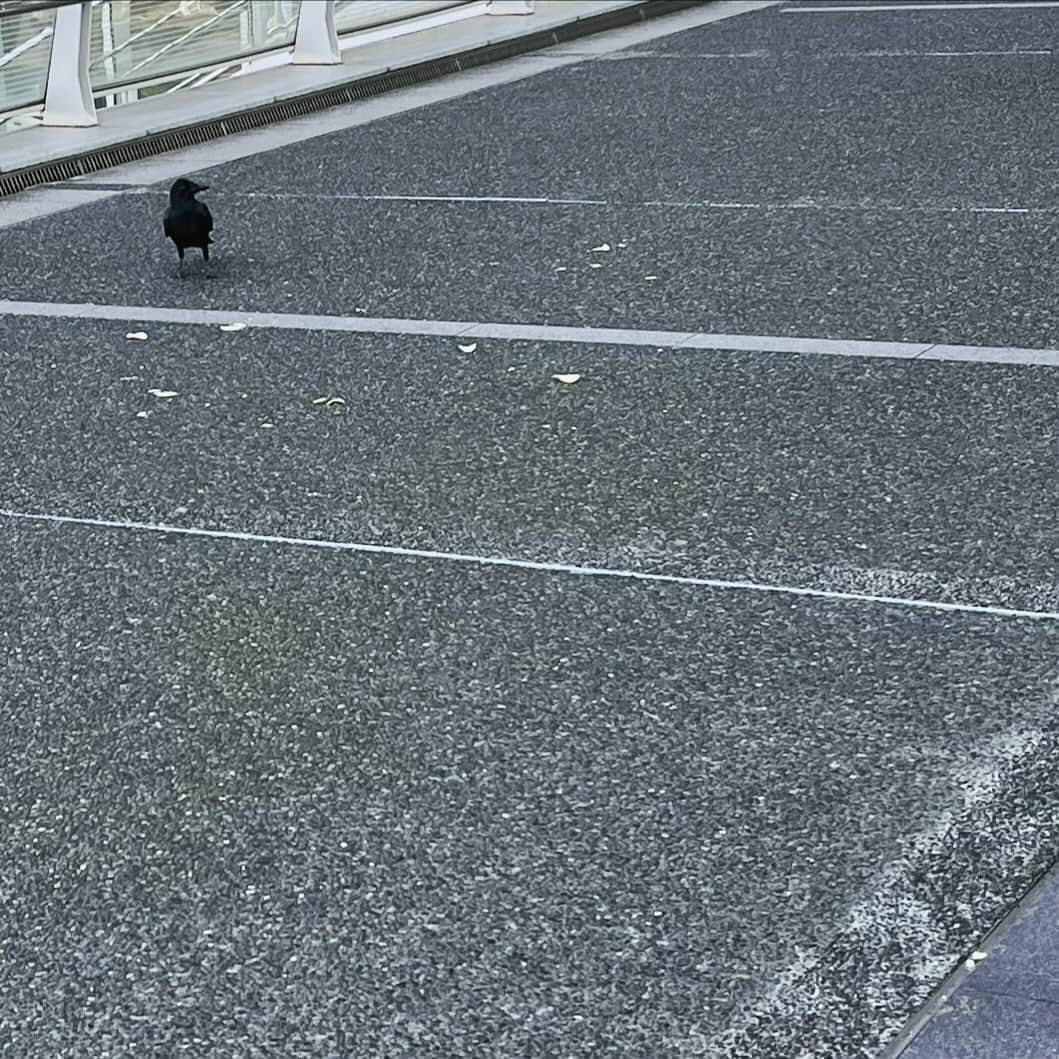 奥井亜紀のインスタグラム：「いま このカラス🐦‍⬛さんは 喜び🤩祭り だって ポテトチップスが落ちているんだもの！ #お散歩は三歩でも良し」