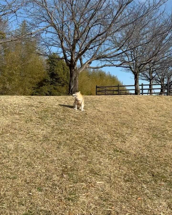 shibainu berryのインスタグラム：「むくみお尻ずりずり歩き🦊💨 むくみはたまにこのお尻ずりずりやります😂 見てるのは面白いんやけど😂  原因は ・肛門腺が溜まっている ・お尻がむずむずする ・下痢っぽい時、💩のきれが悪い時 ・アトピー、デキモノができてる  こんな感じだそうです😅 むくみは月1回肛門腺絞り行ってて「溜まってる」とも言われないから違う感じがする。 💩が緩めの時はやってる時ある😅 ３枚目はリードがお尻に引っかかってたのが気になったんだと思う😅 #柴犬 #柴 #べりやん #べりむく #多頭飼い #徳島 #berry #shiba #shibainu  #shibainumania #ぷにっと部 #口角キュキュッと部 #チーム俺様 →部員絶賛募集中 #shiba_snap #proudshibas #instagramjapan #ふわもこ部 #pecoいぬ部 #pecotv #9gag @9gag @barked」