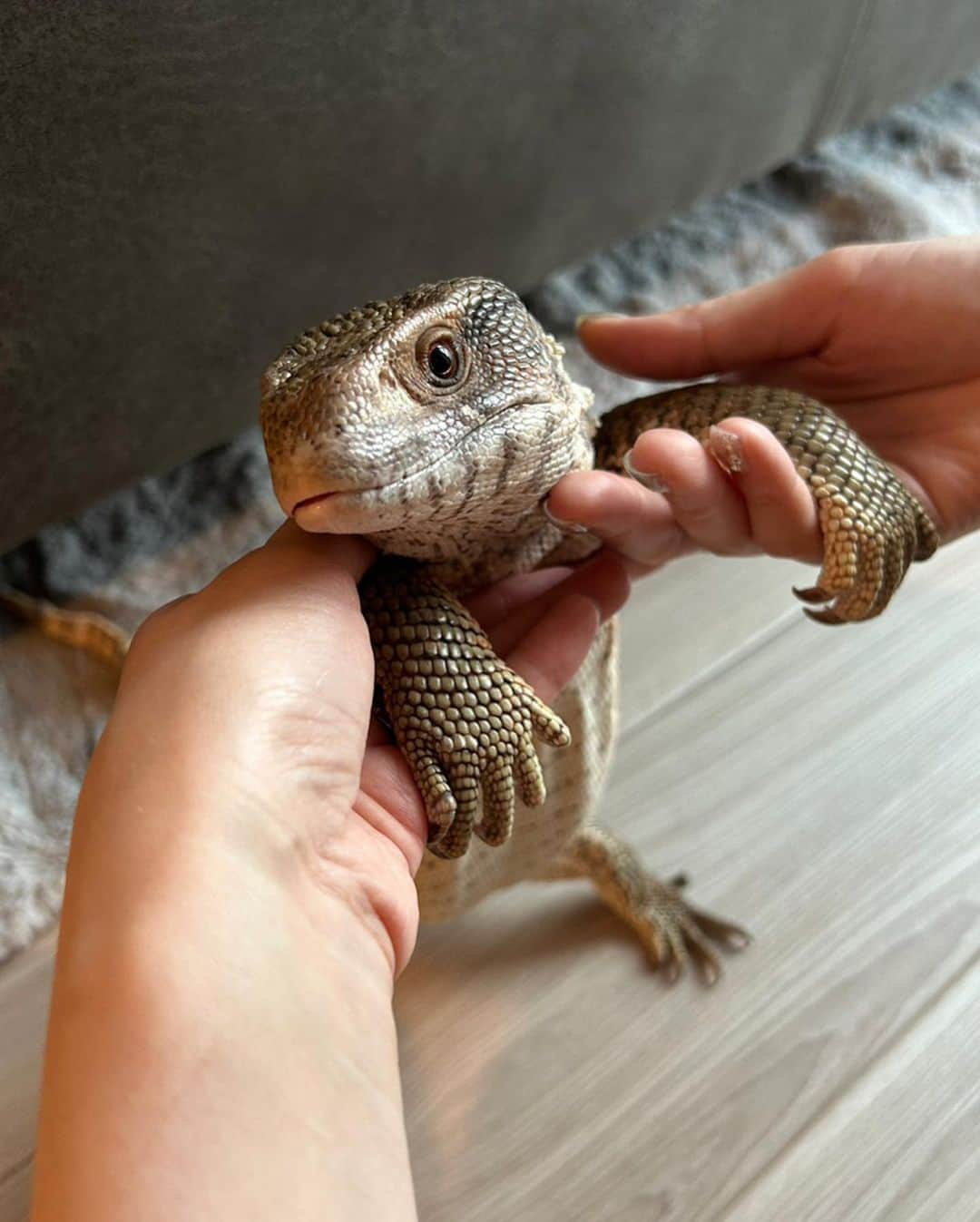 黒田瑞貴さんのインスタグラム写真 - (黒田瑞貴Instagram)「最近のぐぅさんツーショットまとめ🦎  #petlife #petlizard #pets #savannamonitor #varanusexanthematicus #爬虫類　#爬虫類女子 #爬虫類好き」10月13日 19時54分 - kurodamizuki_