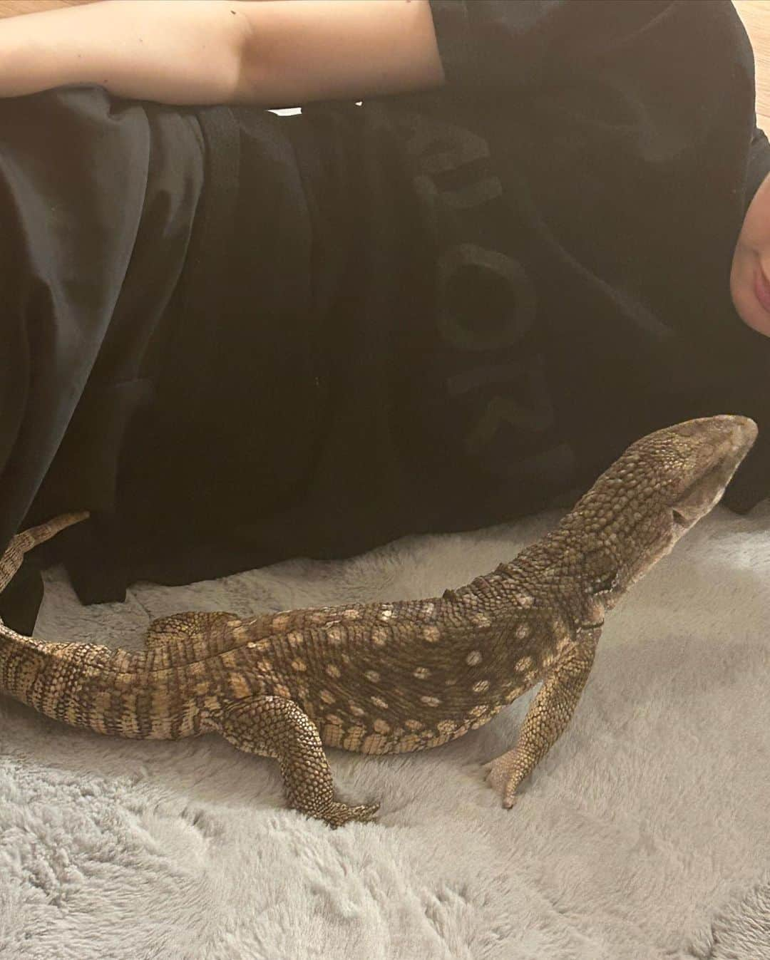 黒田瑞貴さんのインスタグラム写真 - (黒田瑞貴Instagram)「最近のぐぅさんツーショットまとめ🦎  #petlife #petlizard #pets #savannamonitor #varanusexanthematicus #爬虫類　#爬虫類女子 #爬虫類好き」10月13日 19時54分 - kurodamizuki_