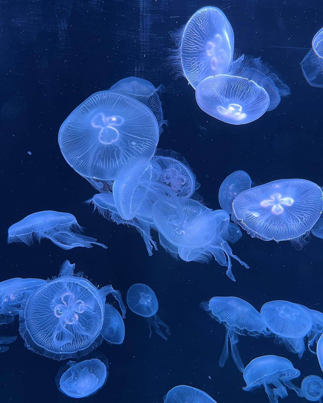 Rika Sasaki JPNさんのインスタグラム写真 - (Rika Sasaki JPNInstagram)「初めての水族館🪼🩵 楽しそうだった🥹」10月13日 19時58分 - ymst_rika