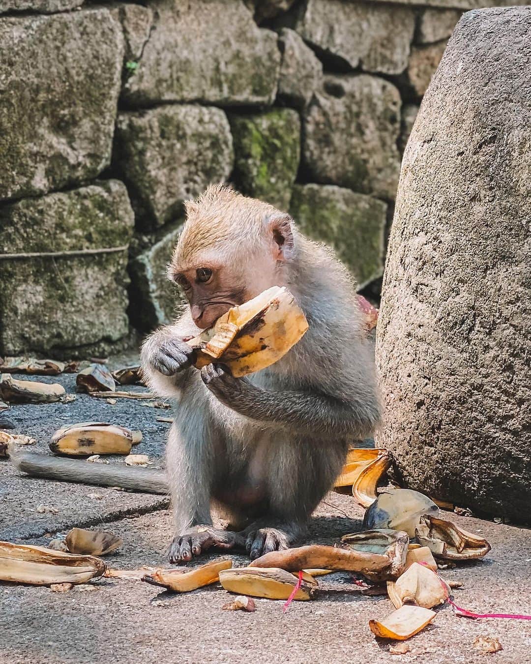 ニーナさんのインスタグラム写真 - (ニーナInstagram)「macaquinhos 🐵♥️ são mais de 1200 na Monkey Forest em Ubud e eles são considerados sagrados pelos locais!」10月13日 20時03分 - niinasecrets