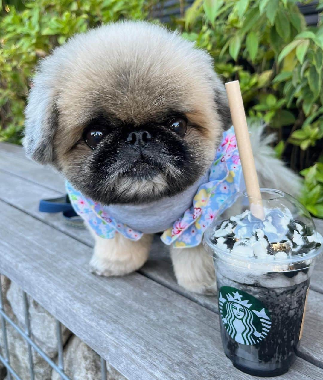 いぶそらのインスタグラム：「いぶきとデート😆🐶💕 気になってたスタバ新作 boooooフラペチーノ 飲みに🥤 おいちかった🫡💕  #スタバ  #愛犬とデート #starbucks  #boooooフラペチーノ」