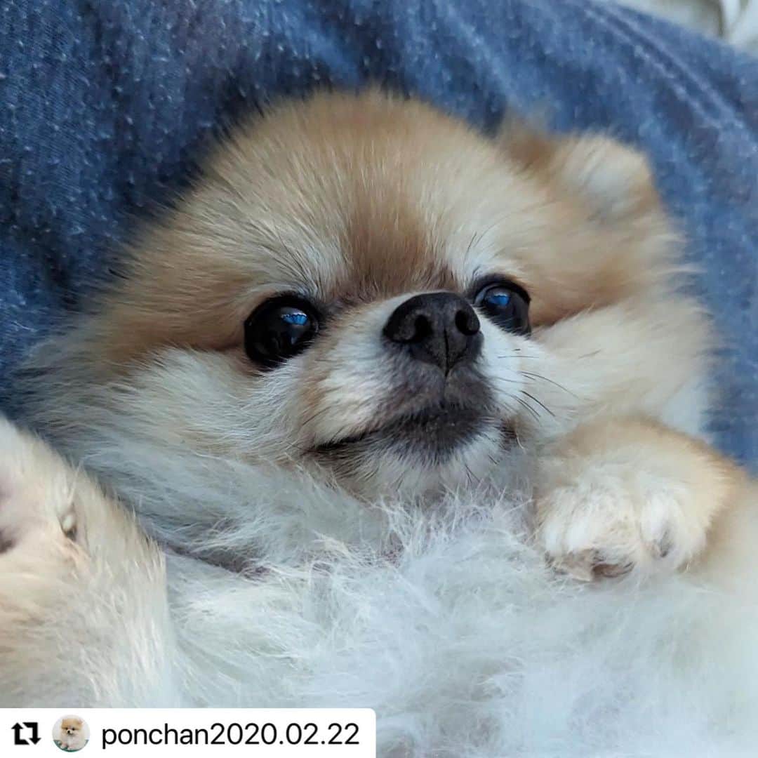 【公式】いぬのきもち・ねこのきもちのインスタグラム：「#Repost @ponchan2020.02.22 さんのぽんちゃん。 ⁡ 眠くなると このまま動かなくなっちゃうんだって😆 ⁡  ハッシュタグ #いぬのきもち #ねこのきもち に投稿いただいた可愛い写真をご紹介しています！ 「いぬのきもちWEB　MAGAZINE」、「ねこのきもちWEB MAGAZINE」でもご紹介させていただくことも！  -------------------  .  #いぬ #いぬすたぐらむ #いぬのいる暮らし #いぬのきもち #いぬ好き #犬 #犬好きさんと繋がりたい #犬のいる生活 #犬と暮らす #犬好き #dog #dogsofinstagram #dogstagram  #ポメラニアン」